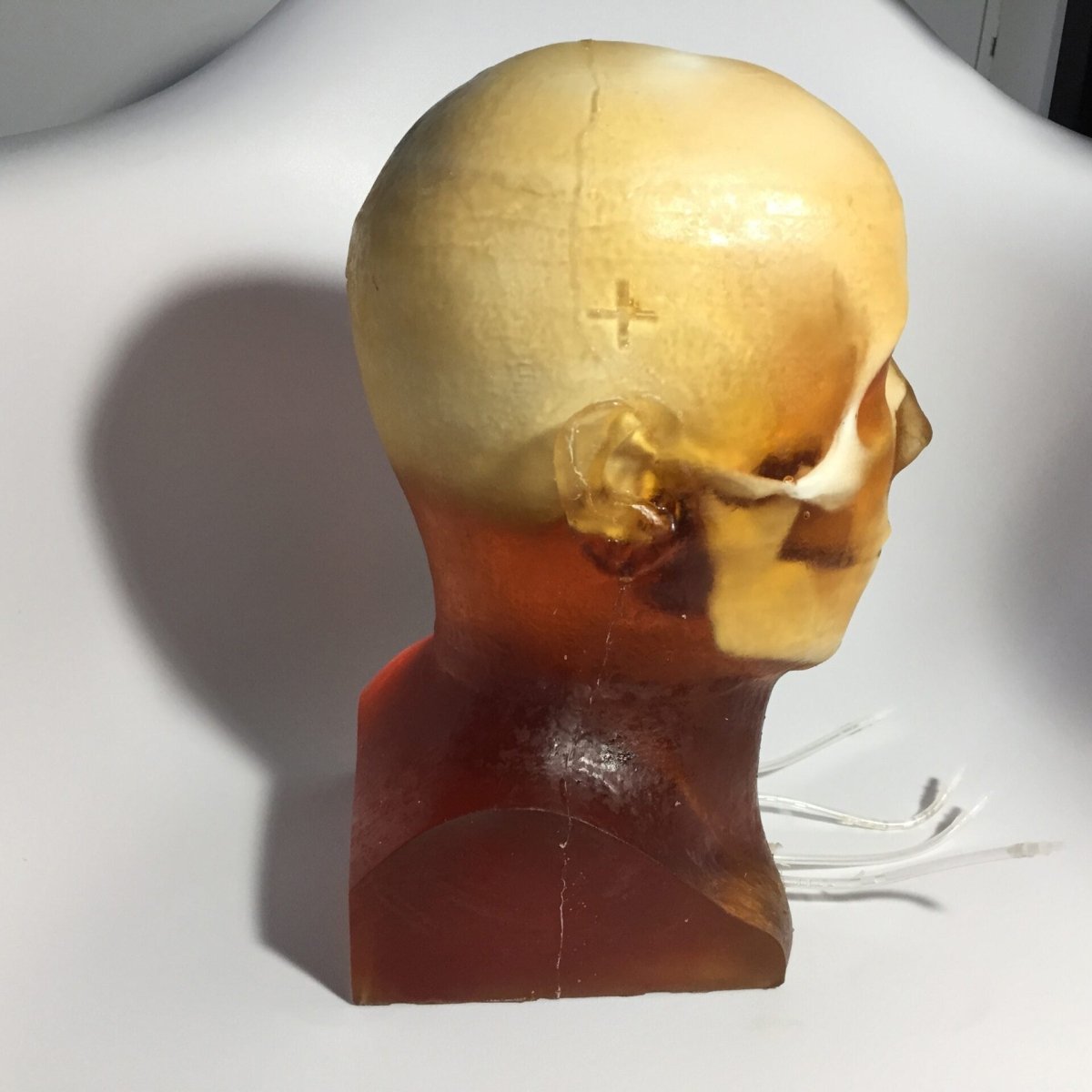 High-Quality Dynamic Adult Head Phantom for Ultrasound, MRI & CT Scans - Perfect for Medical Training & Diagnostic Equipment Testing