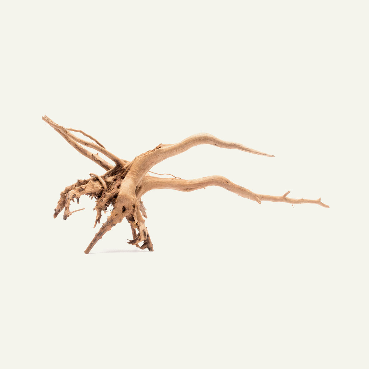 Natural Spider Wood for Aquascaping - Unique Nano Driftwood for Fish Tanks, Shrimp Habitats & Reptile Terrariums - Perfect for Aquarium Decoration & Aquatic Plant Anchoring