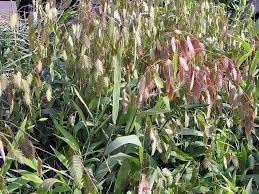 Northern Sea Oats Grass (Chasmanthium Latifolium) - Set of 3 Live Plants in 4 Inch Pots | Ornamental Grass for Landscaping, Garden Borders & Container Gardening | Drought Tolerant & Low Maintenance Perennial