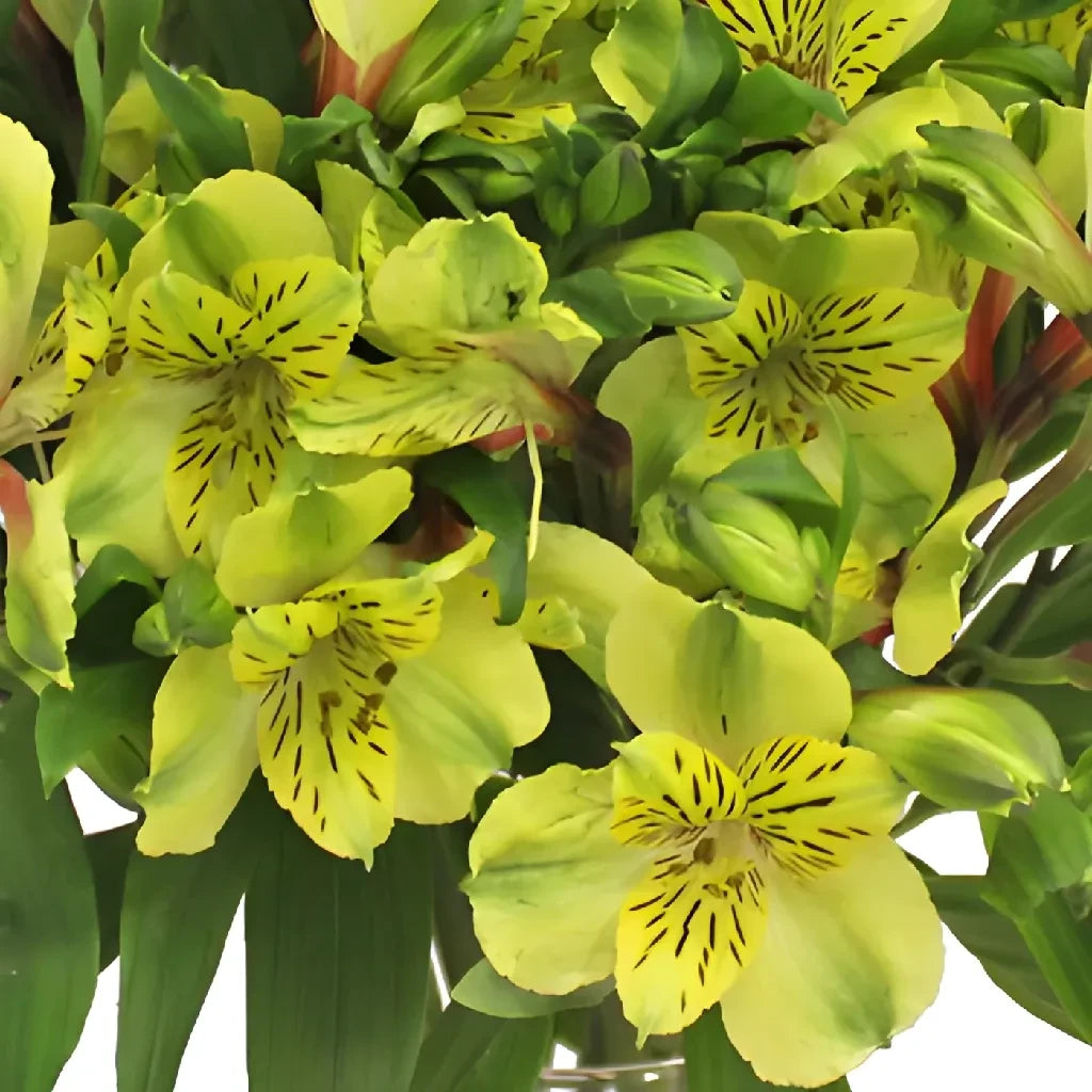 Fresh Yellow Peruvian Lilies - Apple Blossom Peruvian Lilies Bouquet for Home Decor, Wedding Centerpieces & Gift Giving