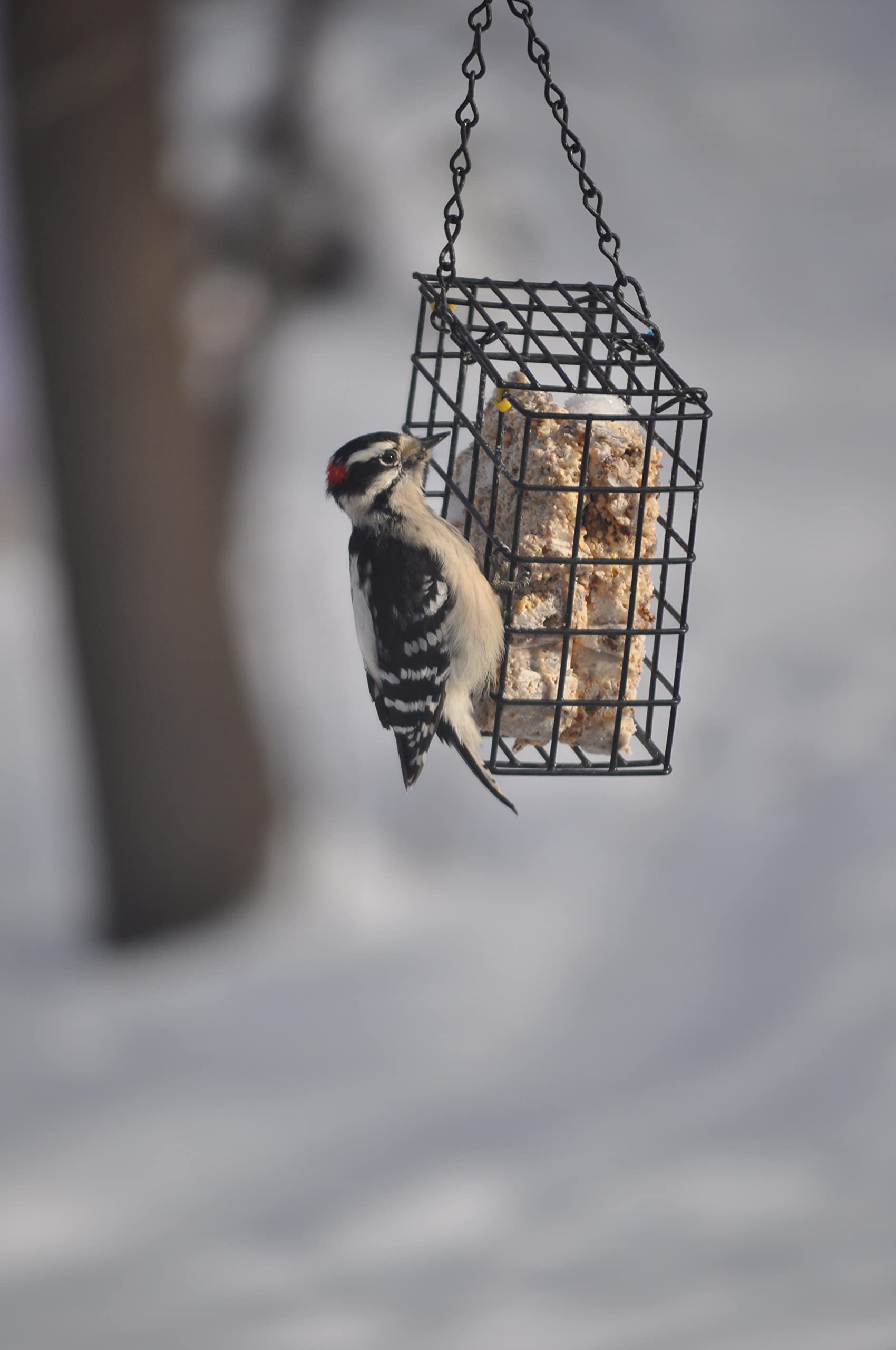Premium C&S Woodpecker Delight No-Melt Suet Dough - High Energy Wild Bird Food for Woodpeckers, Nuthatches & Songbirds - Perfect for Backyard Bird Feeders in Winter & Cold Weather