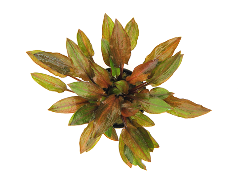 Dennerle Cryptocoryne walkeri var. legroi - Live Aquarium Plant for Freshwater Fish Tanks | Perfect for Aquascaping & Low-Tech Planted Aquariums