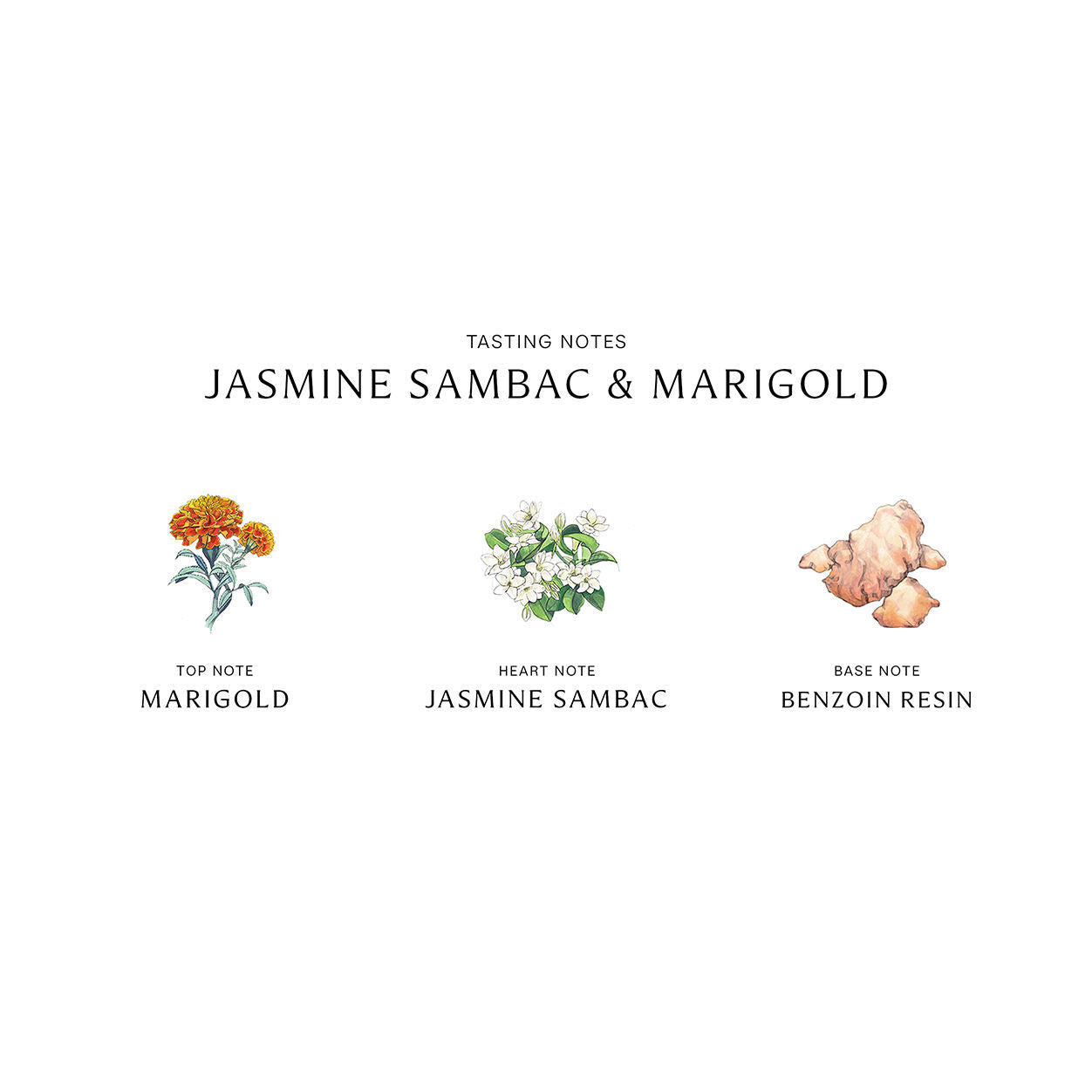 Jasmine Sambac & Marigold Cologne Intense - Long Lasting Floral Perfume for Women | Perfect for Date Night, Office & Special Occasions