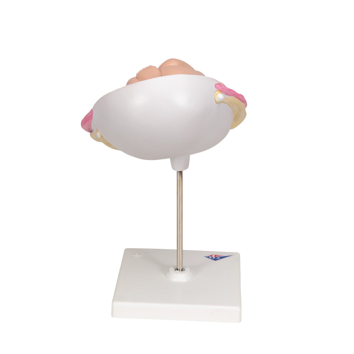 7 Month Fetus Model with 3B Smart Anatomy L10 8 - Perfect for Medical Education, Nursing Training & Anatomy Studies