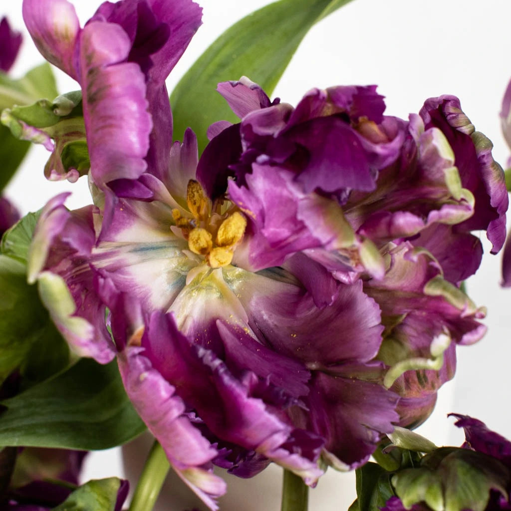 Amethyst Garden Parrot Tulip Bulbs - Vibrant Purple Spring Flowers for Landscaping & Garden Decor