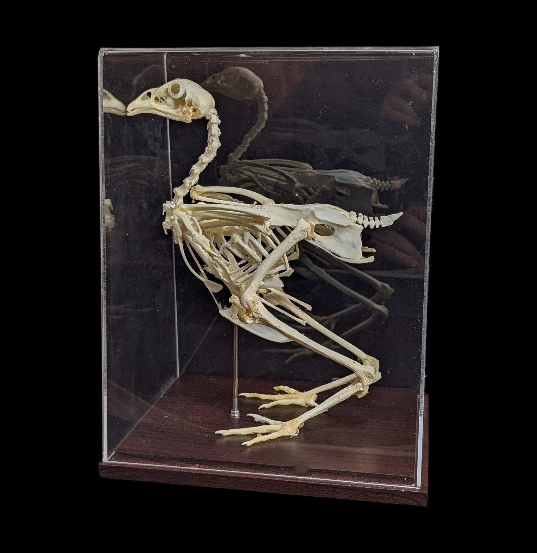 Articulated Chicken Skeleton - Realistic Anatomical Model for Science Education, Halloween Decor & Veterinary Study - Perfect for Classrooms, Labs & Spooky Home Decor