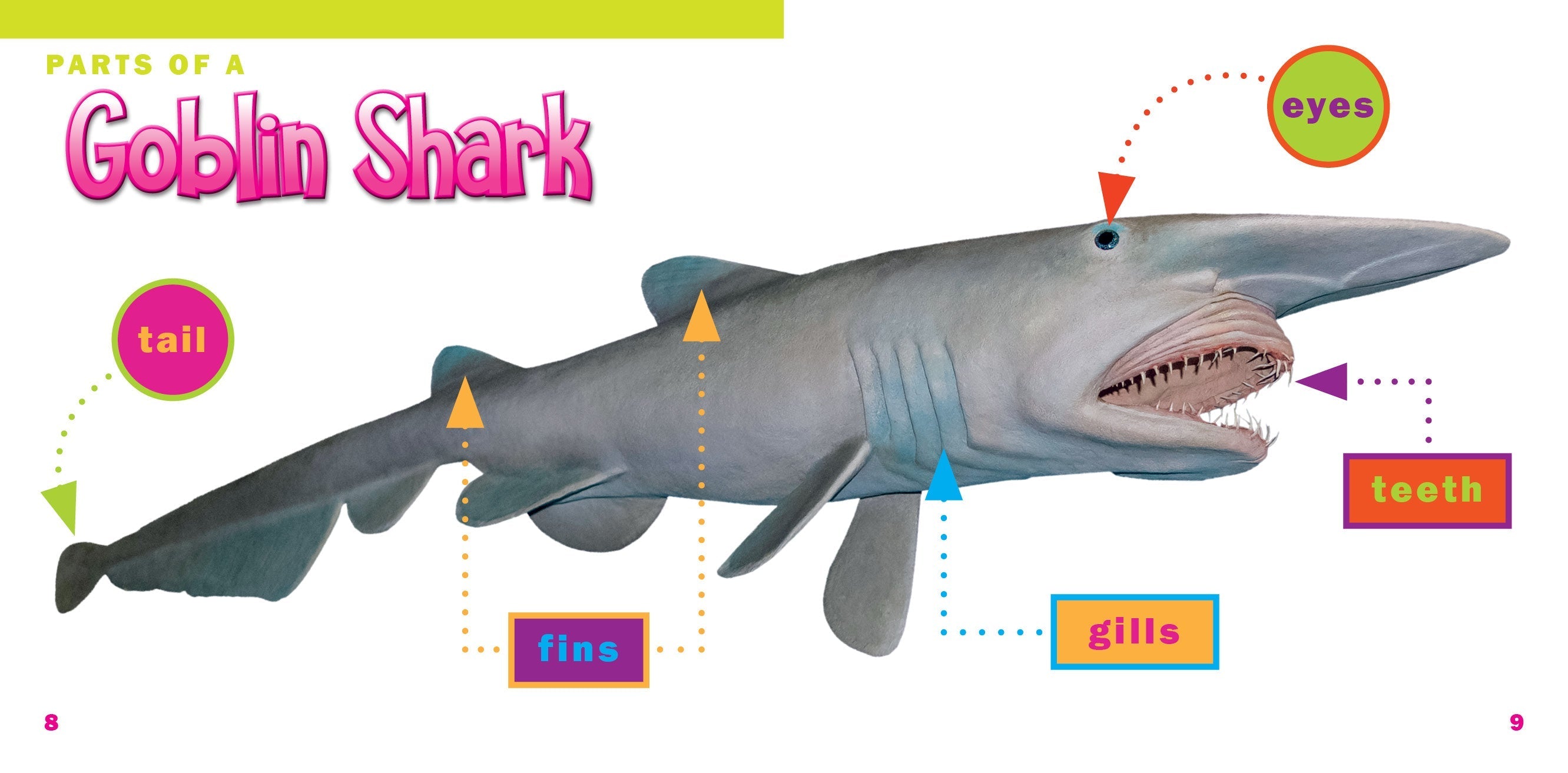 Goblin Sharks Book - 9781623107895 | Deep Sea Creature Guide for Kids & Adults | Perfect for Marine Biology Study & Shark Enthusiasts