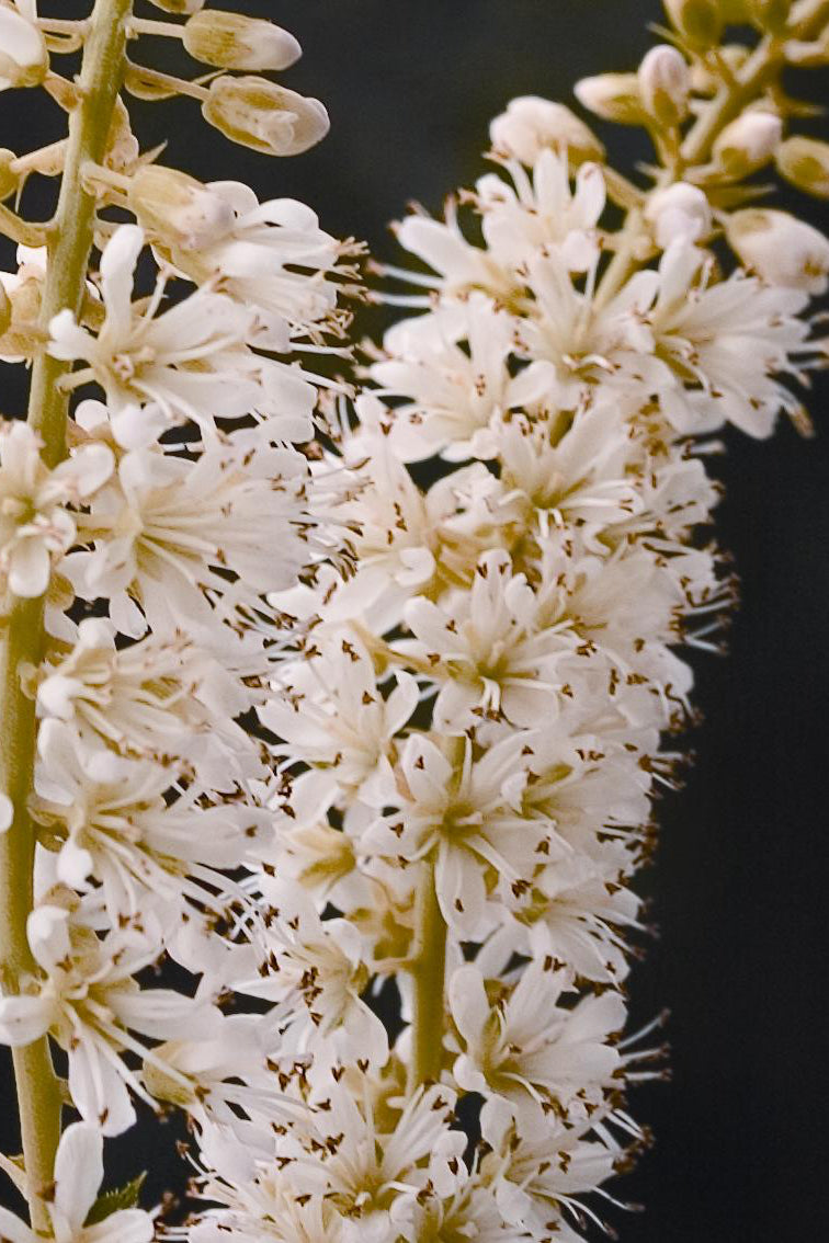 Clethra alnifolia 'Caleb Vanilla Spice' #2 Container - Fragrant Summersweet Shrub for Pollinator Gardens & Wetland Landscaping