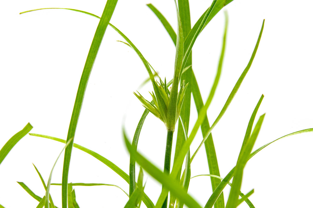 Juncus Repens Aquatic Plant for Freshwater Aquariums - Perfect for Aquascaping, Fish Tanks, and Water Gardens