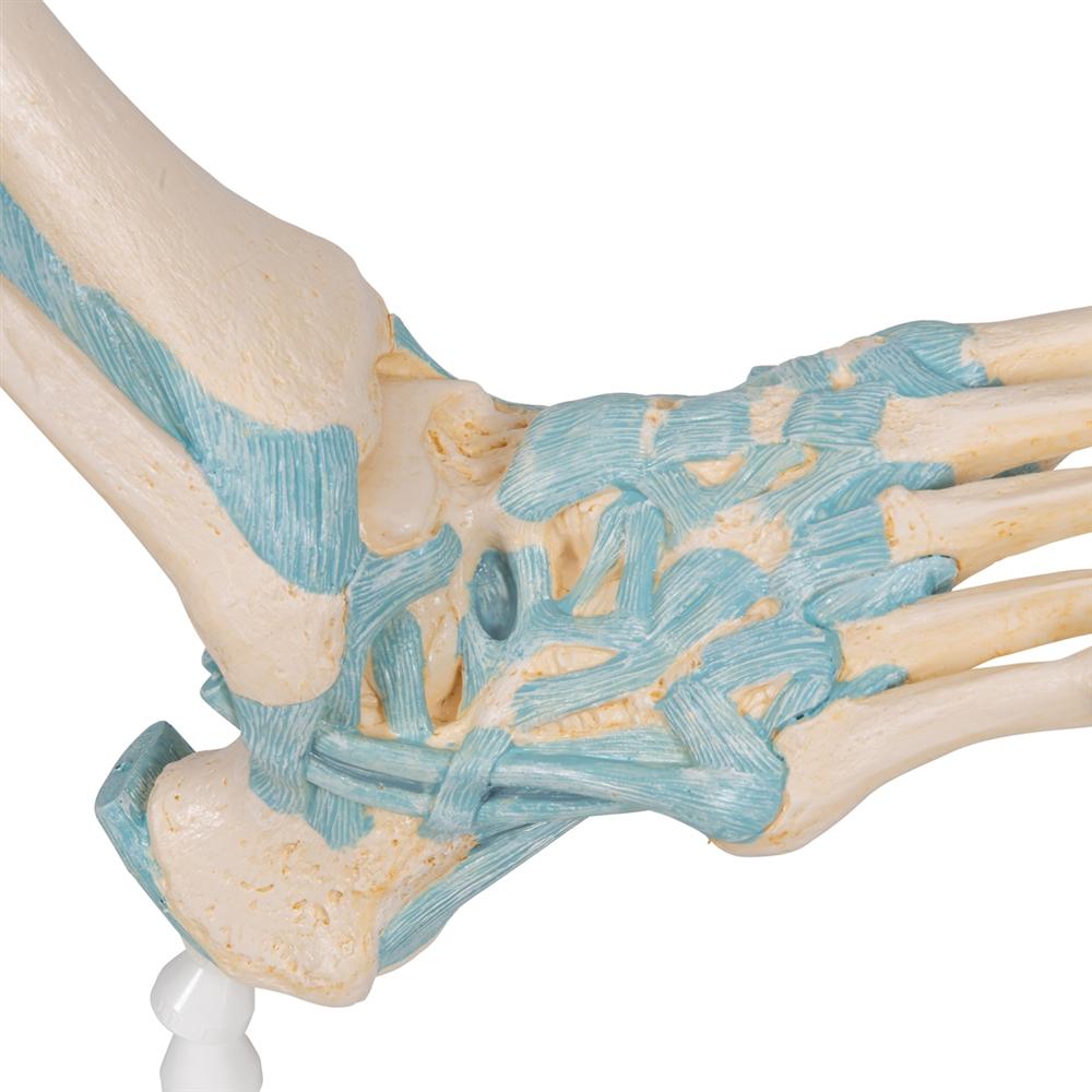 Human Foot Skeleton Model with Ligaments - Anatomical Study Tool for Medical Students, Doctors & Physical Therapists - Perfect for Classroom, Clinic & Home Study