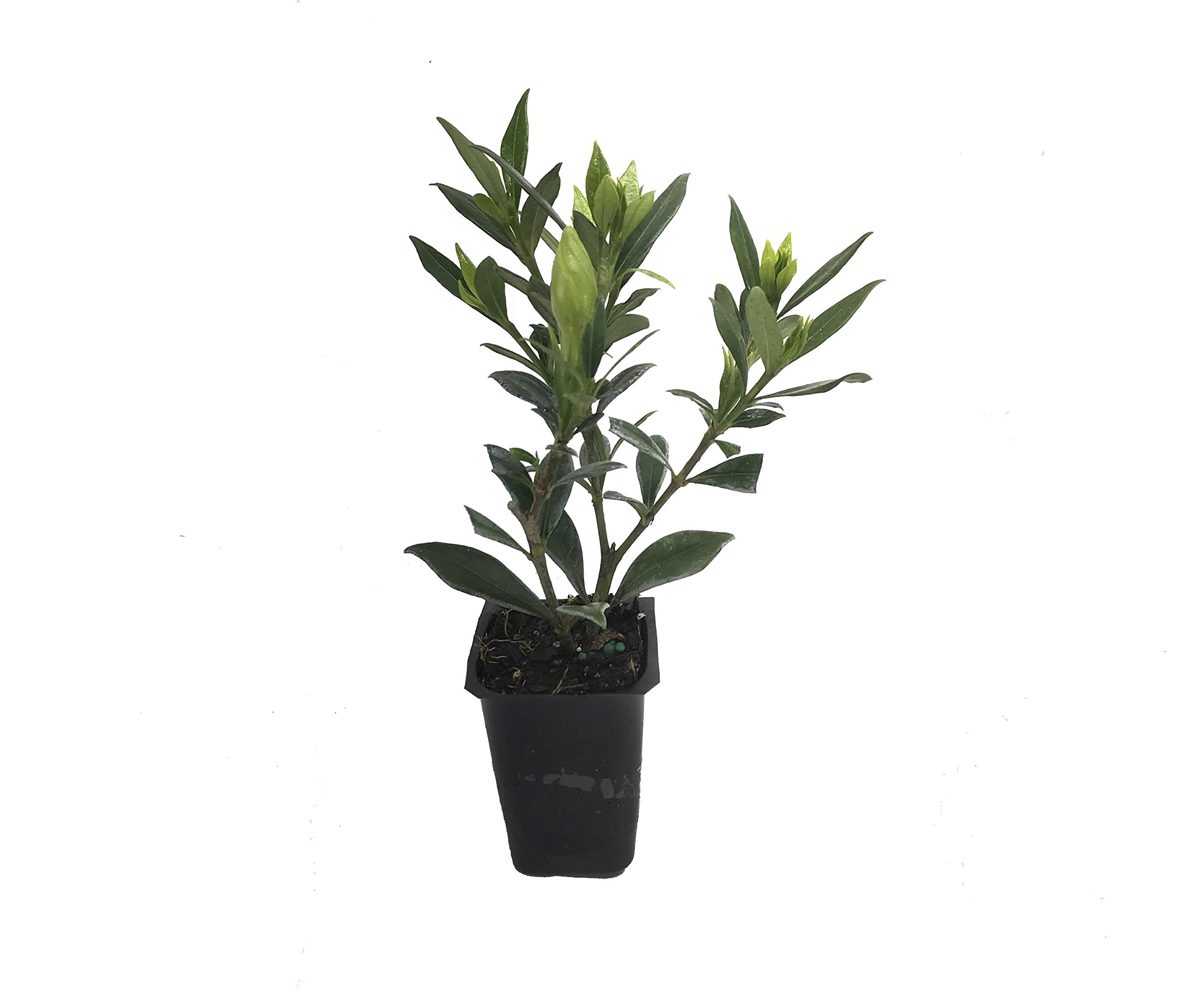 Frostproof Gardenia Jasminoides - 10 Live Plants for Outdoor Landscaping - Fragrant White Blooming Shrubs - Perfect for Garden Borders, Patio Decor & Aromatic Gardens