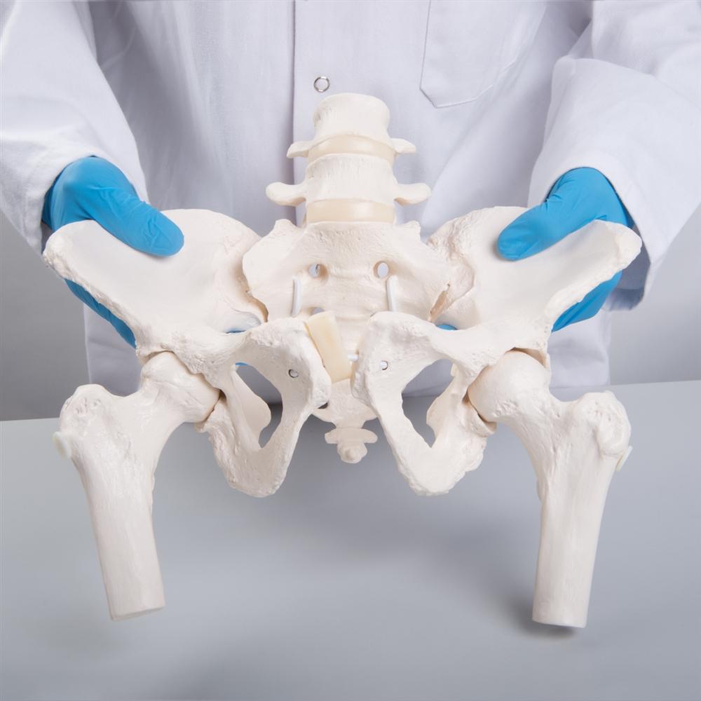 Flexible Female Pelvis Model with Femur Heads - Anatomical Study, Medical Training & Childbirth Education Tool