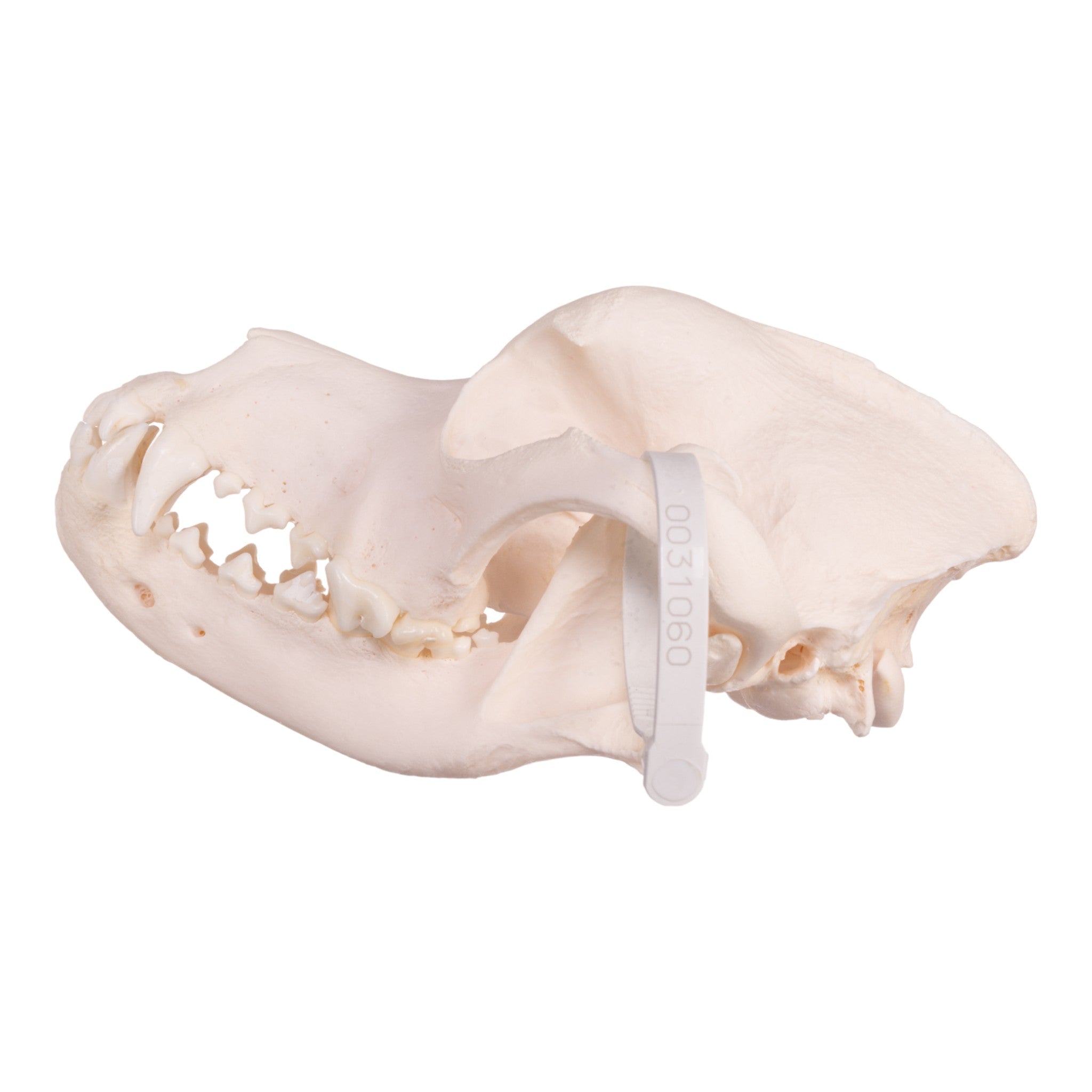 Authentic Rottweiler Dog Skull - Real Domestic Canine Specimen for Veterinary Study, Taxidermy & Halloween Decor