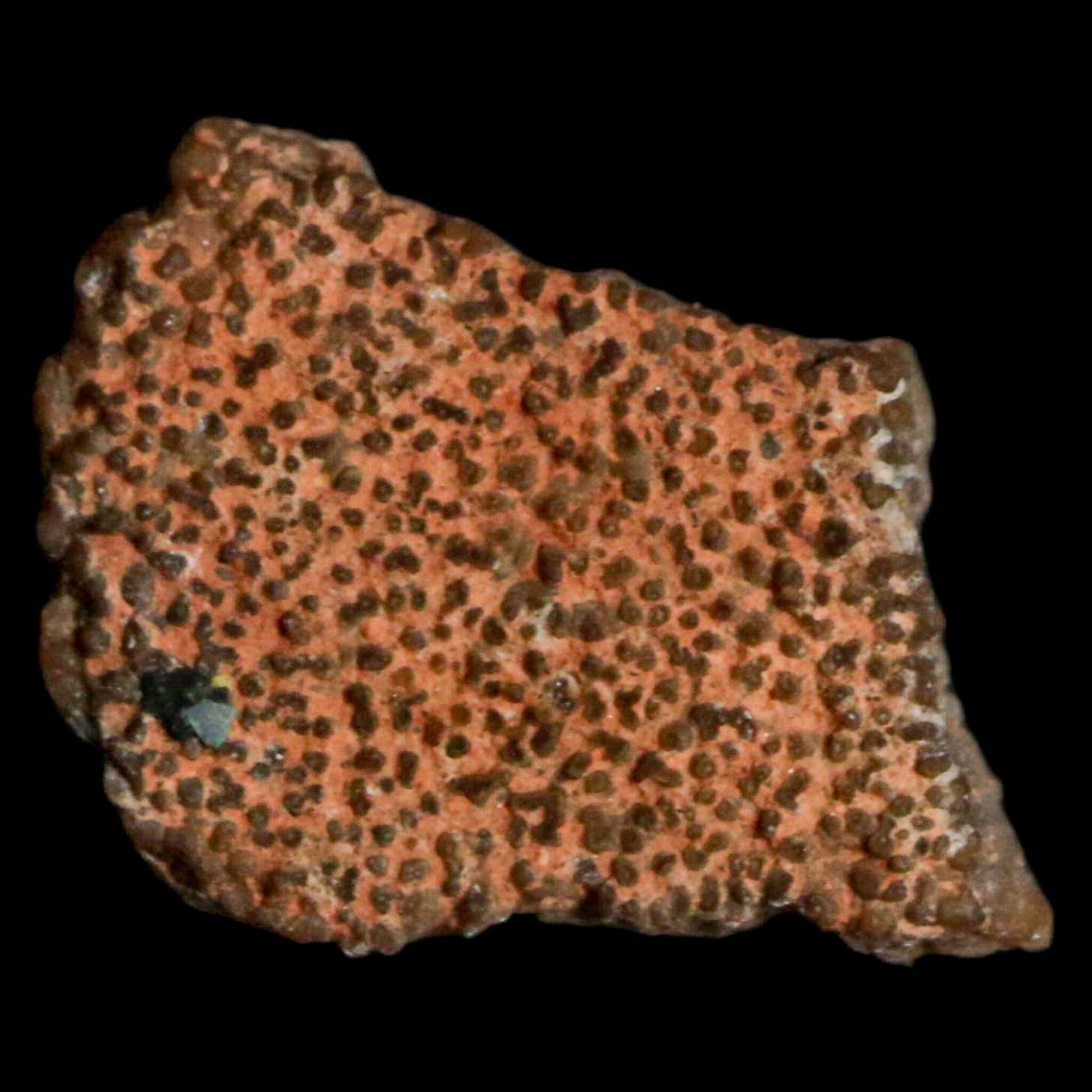 Authentic 0.5 Megaloolithus Titanosaur Dinosaur Fossil Egg Shell from Bouches-du-Rhône, France - Rare Collector's Item for Museum Display & Paleontology Enthusiasts | Perfect for Educational Exhibits, Home Decor, and Science Classroom Specimens