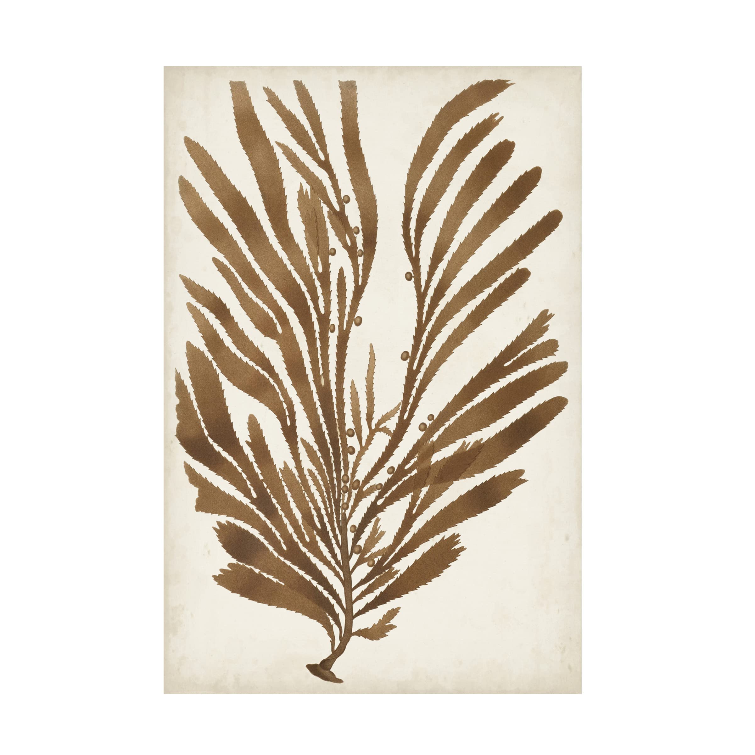 Trademark Fine Art 'Sepia Seaweed II' Canvas Wall Art Print by Vision Studio - Coastal Home Decor for Living Room, Bedroom & Office