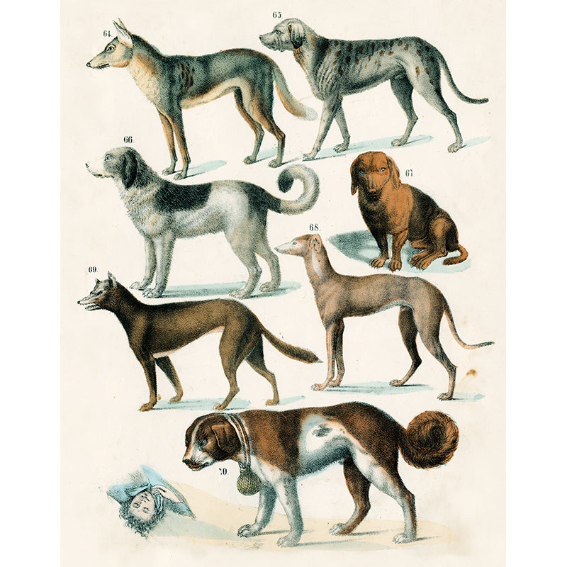 Canines 2 (Page 19) - Premium Dog Products for Training, Grooming & Play | Perfect for Pet Owners & Dog Lovers