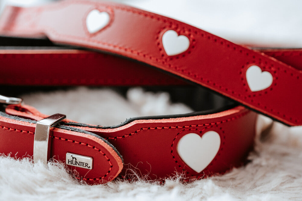 Alpen LOVE Dog Collars for Small & Medium Breeds - Adjustable, Durable & Stylish Pet Collar for Daily Walks & Outdoor Adventures