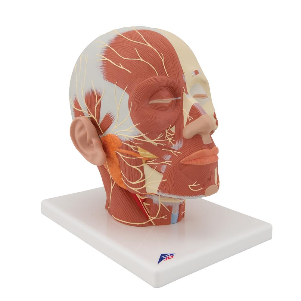 Human Head and Neck Musculature Anatomy Model with Nerves - Perfect for Medical Students, Anatomy Classes & Healthcare Professionals Training