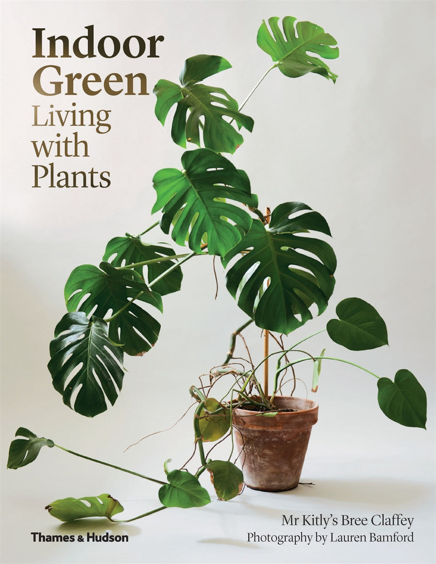 Indoor Green Plants for Home & Office Decor - Perfect for Living Room, Bedroom, and Workspace