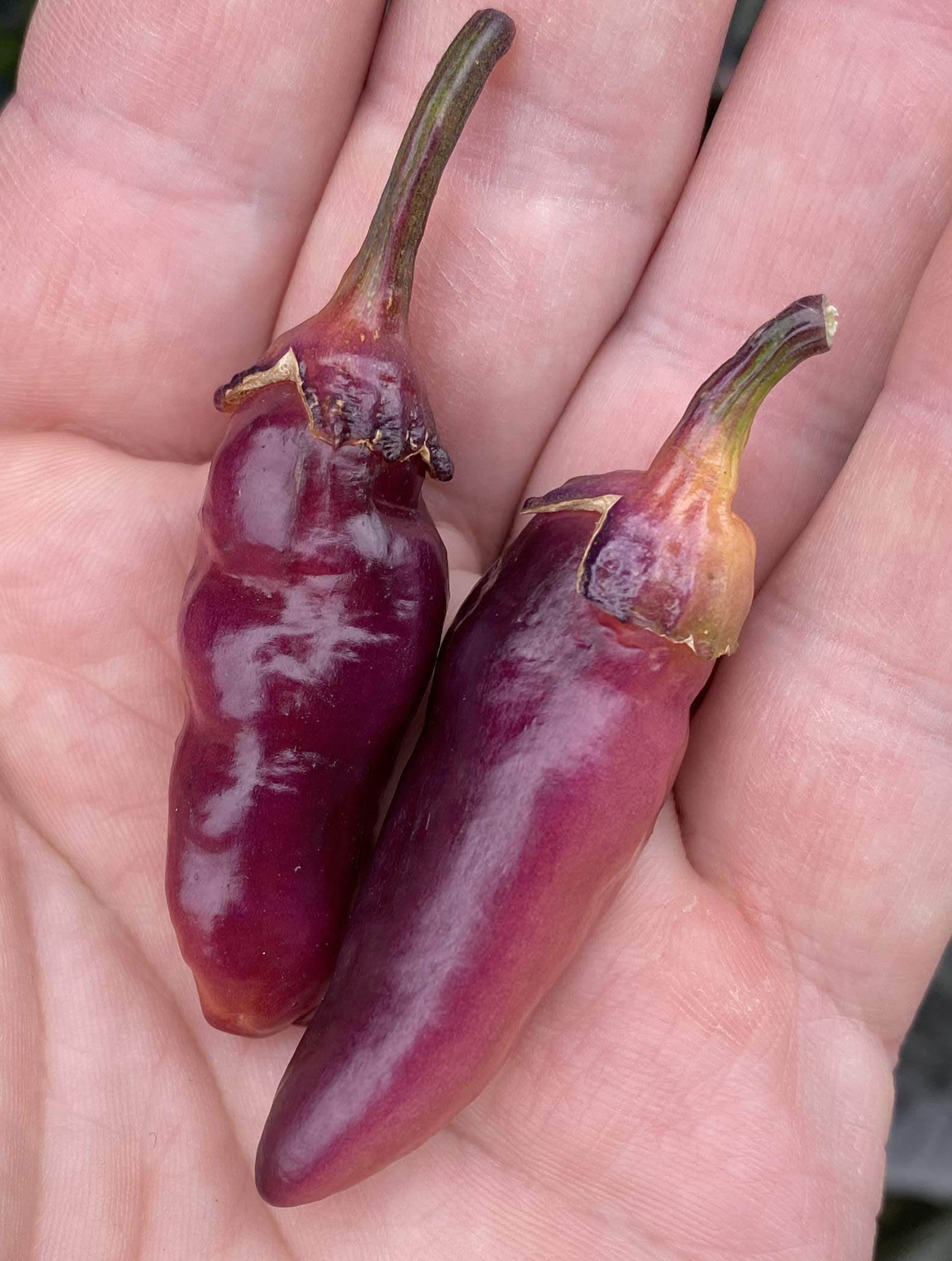 Premium Pink Bubblegum 7 Pot BBG Scorpion Super Hot Pepper Seeds for Planting - Grow Your Own Spicy Peppers at Home, Perfect for Hot Sauces, Salsas, and Culinary Experiments