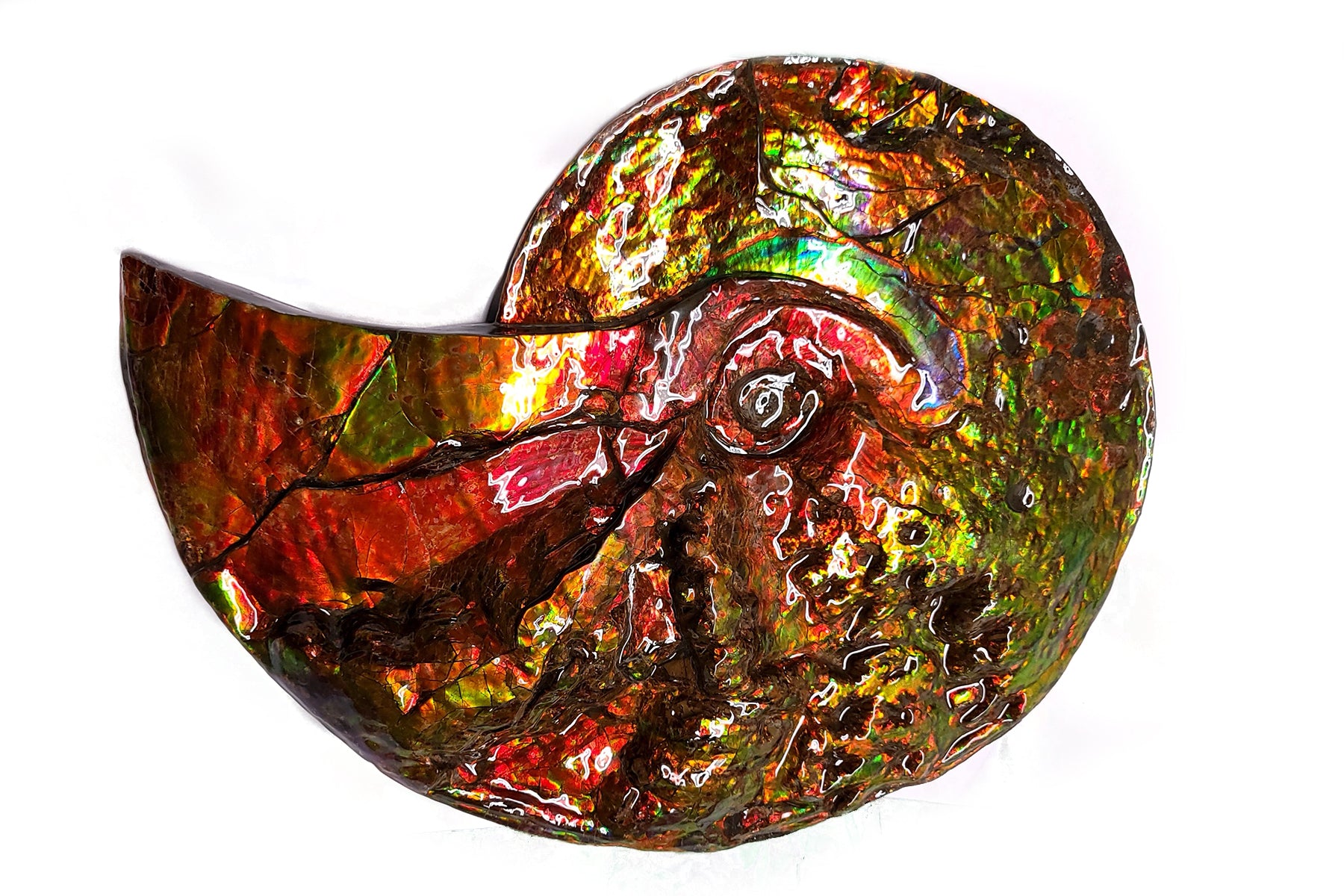 Authentic Canadian Ammonite Fossil - Placenticeras sp. with Natural Ammolite (AMLF2231) | Rare Collector's Specimen for Home Decor & Geological Displays