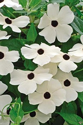 Black Eyed Susan Vine Seeds (Thunbergia) - 300 Count Mix of Orange, Yellow & White Flowers for Garden, Trellis & Fence Climbing Plants - Perfect for Outdoor Landscaping & Vertical Gardens