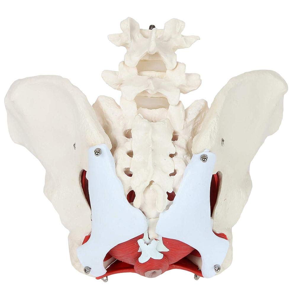 Female Pelvic Floor Muscle Model with Removable Uterus & Ovaries - Anatomical Teaching Tool for Medical Education, Physical Therapy Training, and Women's Health Studies