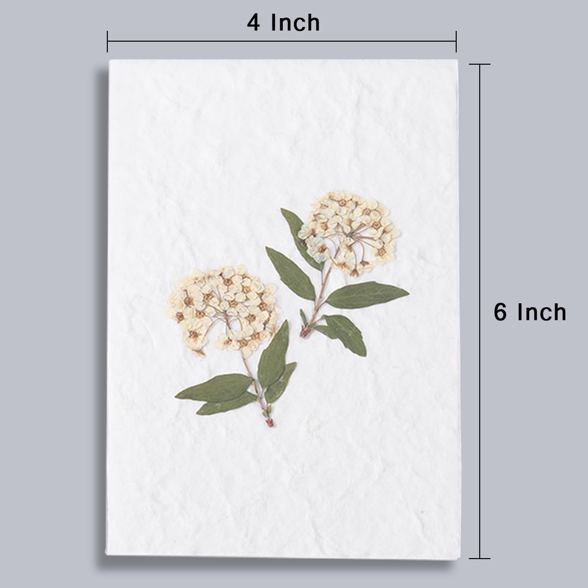 Handmade Daffodil Flower Notecard Set - Real Pressed Flowers, 4x6 Inch Greeting Cards with Envelopes | Perfect for Birthday, Mother's Day, Wedding & Thinking of You Gifts | Elegant Stationery for Special Occasions & Handwritten Notes