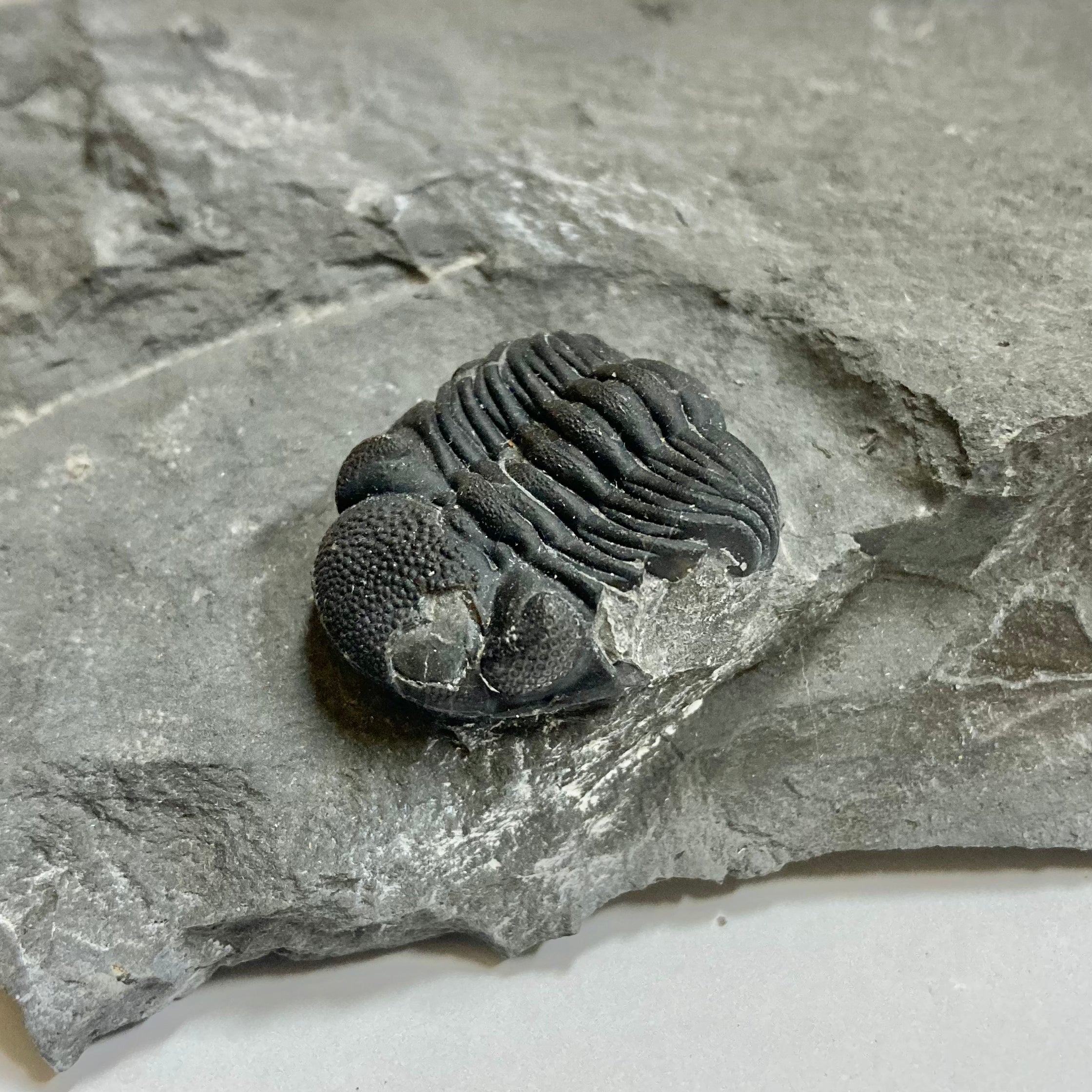 Eldredgeops [Phacops] Rana Trilobite Fossil - Rare Devonian Era Specimen for Collectors & Paleontology Enthusiasts | Perfect for Display, Education & Gifts