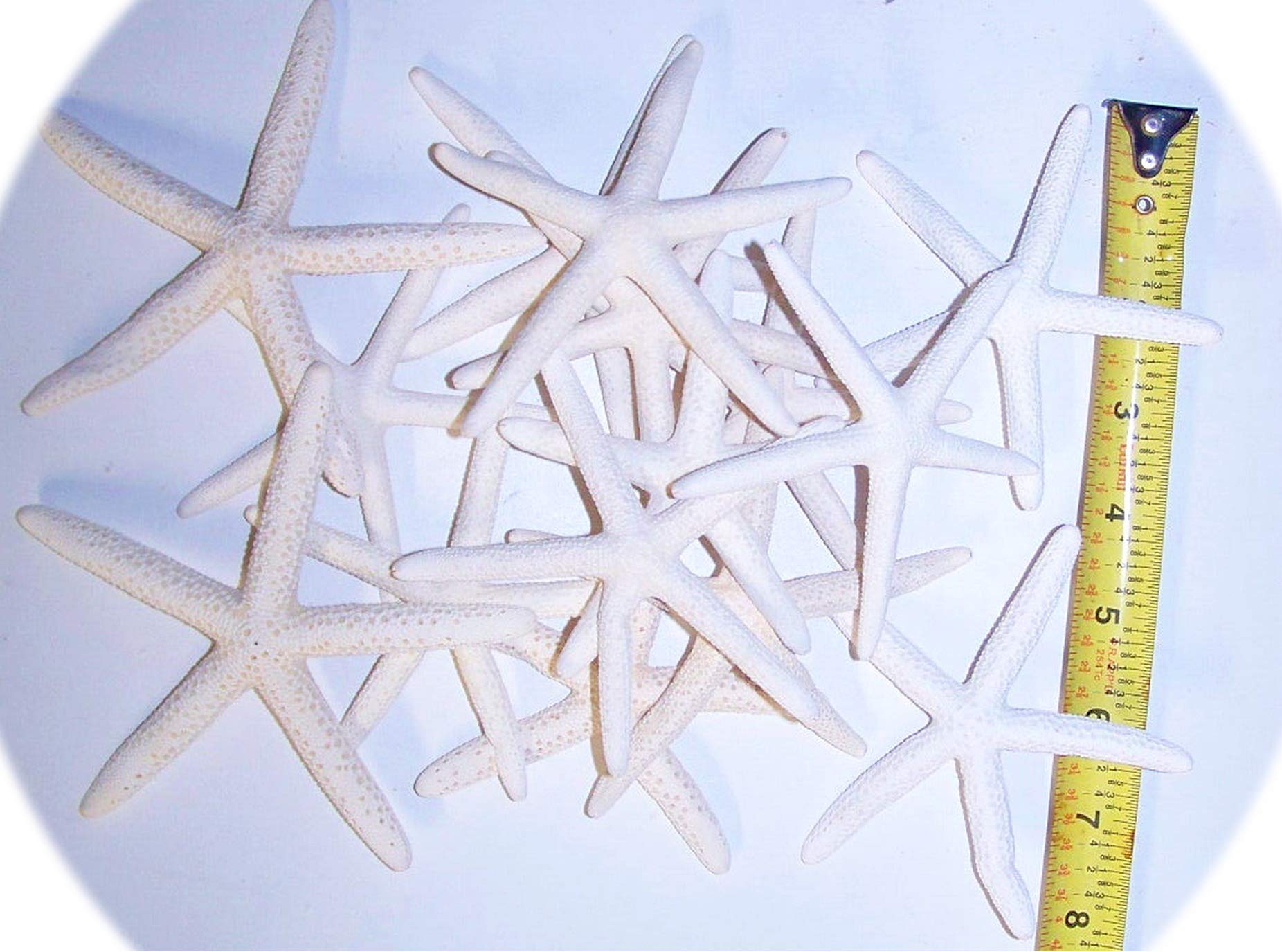 12 Real White Starfish & 12 Large Sand Dollars - Natural Beach Wedding Decorations, DIY Craft Supplies for Centerpieces, Party Favors & Coastal Home Decor by InnaBest (NO-1530LS)