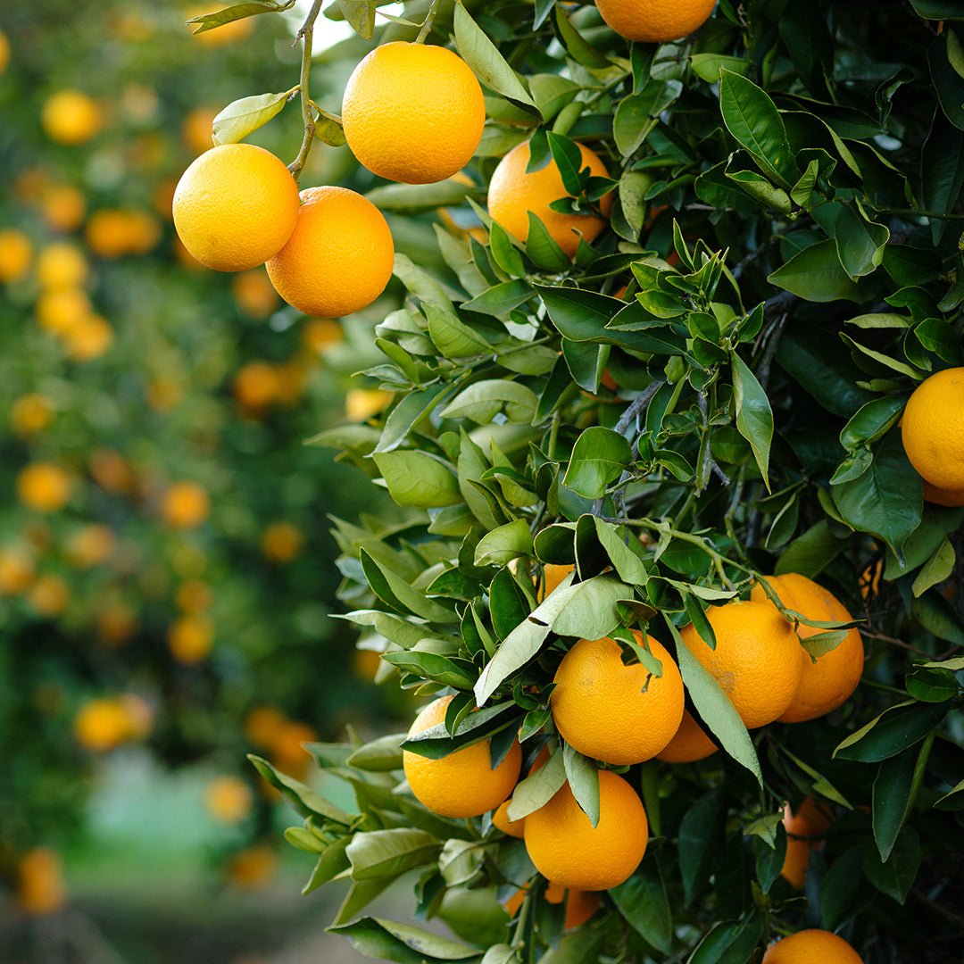 Pure Sweet Orange Essential Oil (Citrus Sinensis) - 100% Natural, Therapeutic Grade for Aromatherapy, Diffusers & DIY Skincare