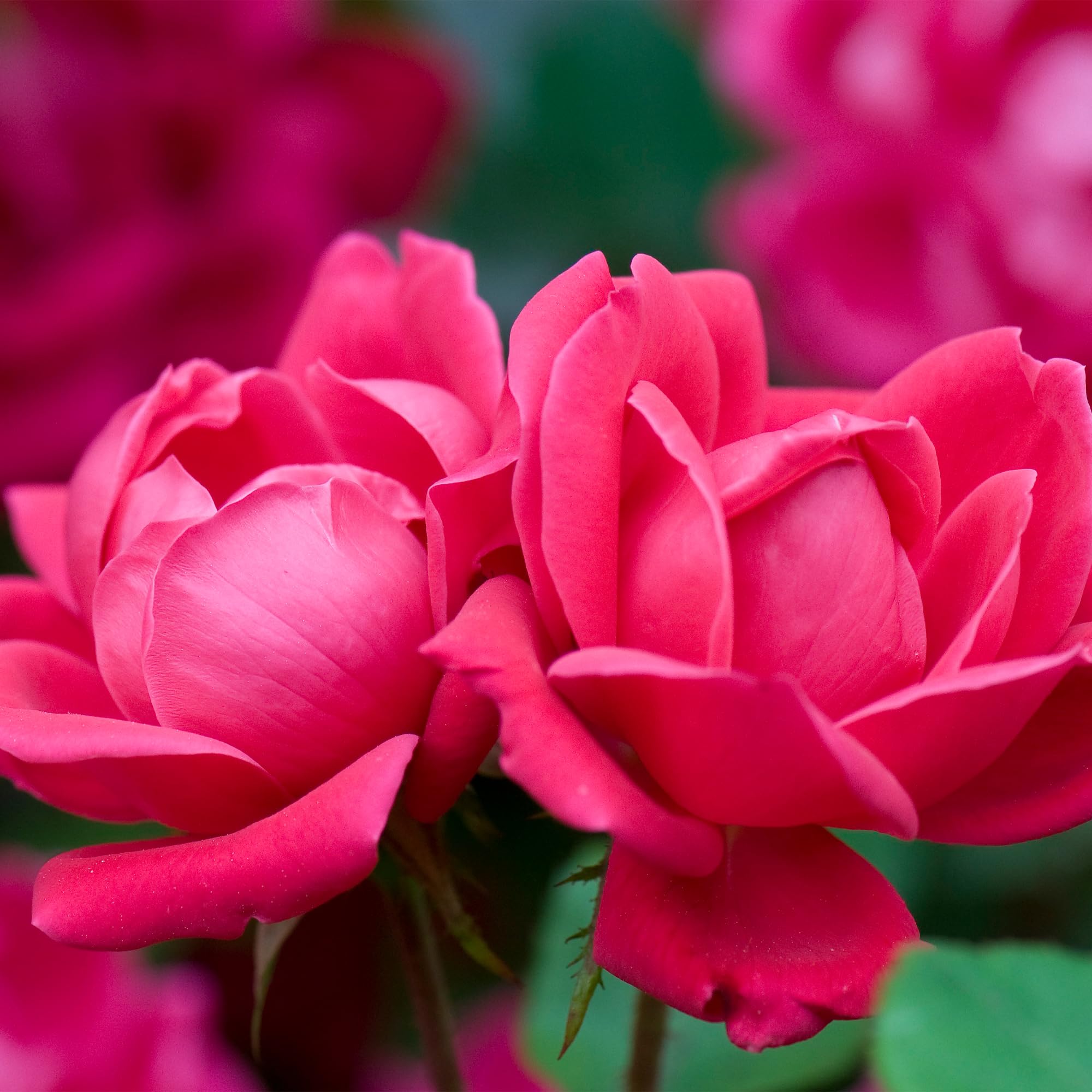Double Rose Bush - 2 Gallon Size with Vibrant Red Blooms (Double Red) - Perfect for Garden Landscaping, Patio Decor, and Outdoor Planting