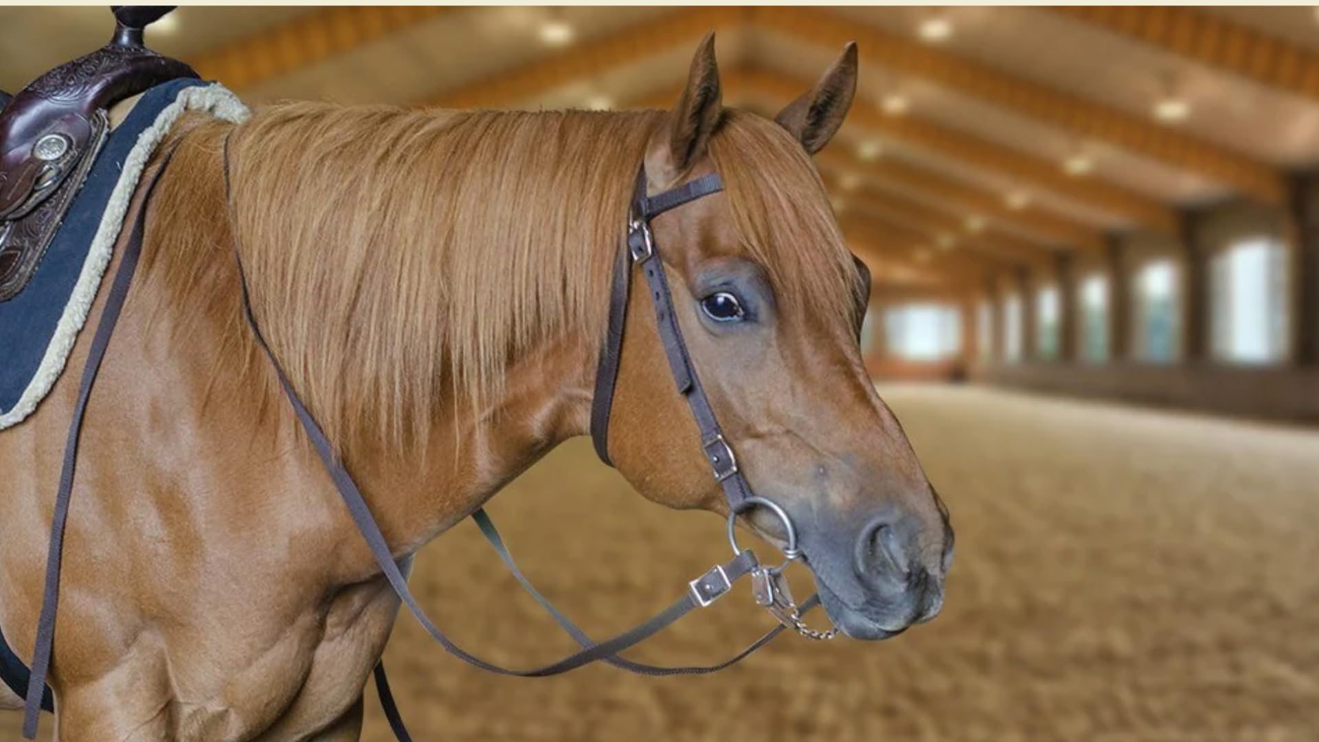 Premium Double Layer Nylon Horse Headstall with Reins - Durable Equestrian Bridle for Training, Trail Riding & Show Competitions