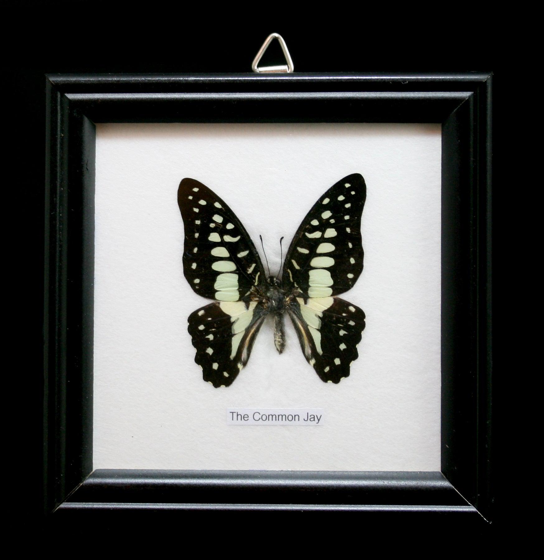 Premium Single Riker Mounted Butterfly Display Case - Framed Insect Specimen for Collectors & Science Education | Perfect for Home Decor, Classroom Displays & Nature Exhibits