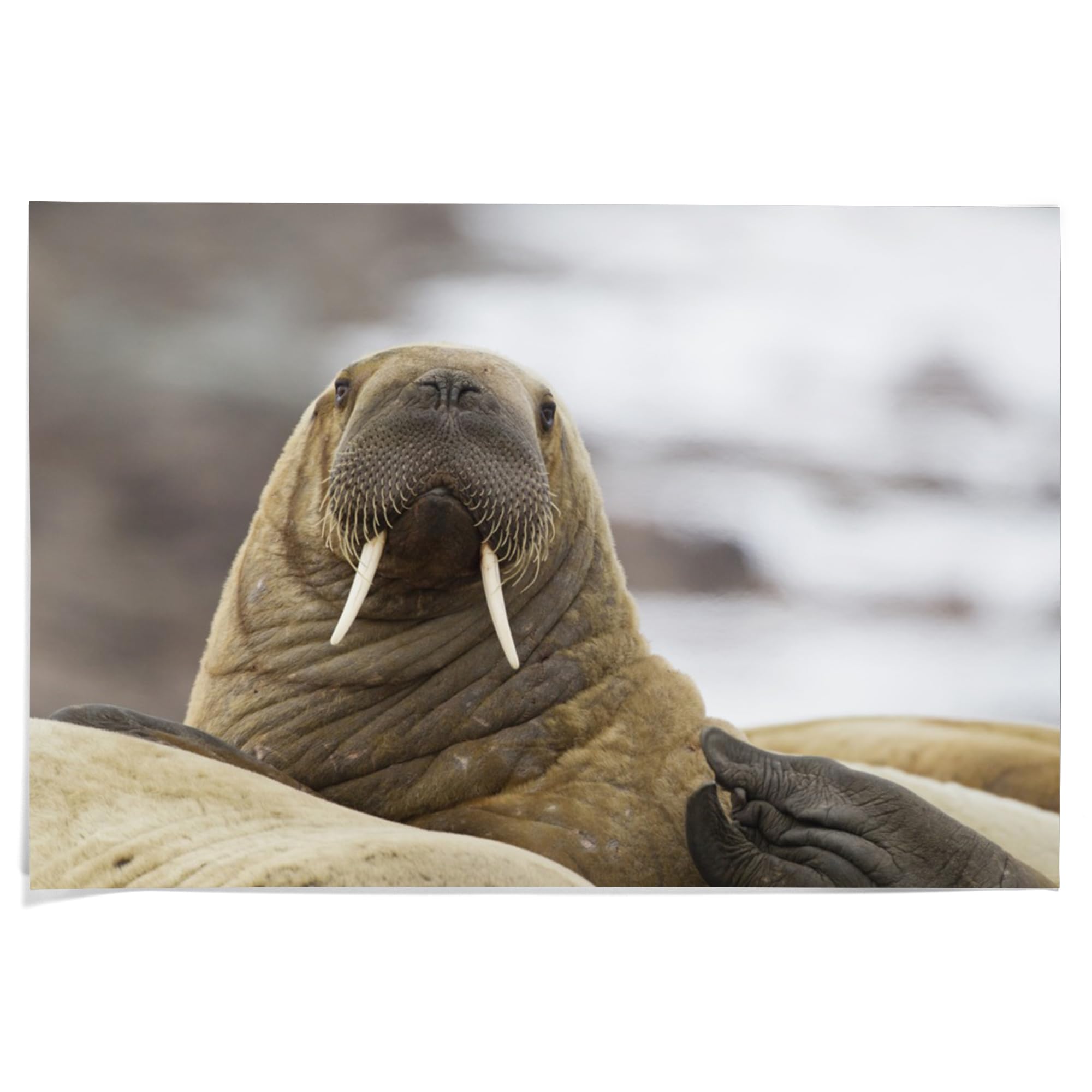Lantern Press 36x54 Inch Giclee Art Print - Premium Walrus Wall Decor for Living Room, Bedroom & Office - Museum Quality Wildlife Artwork