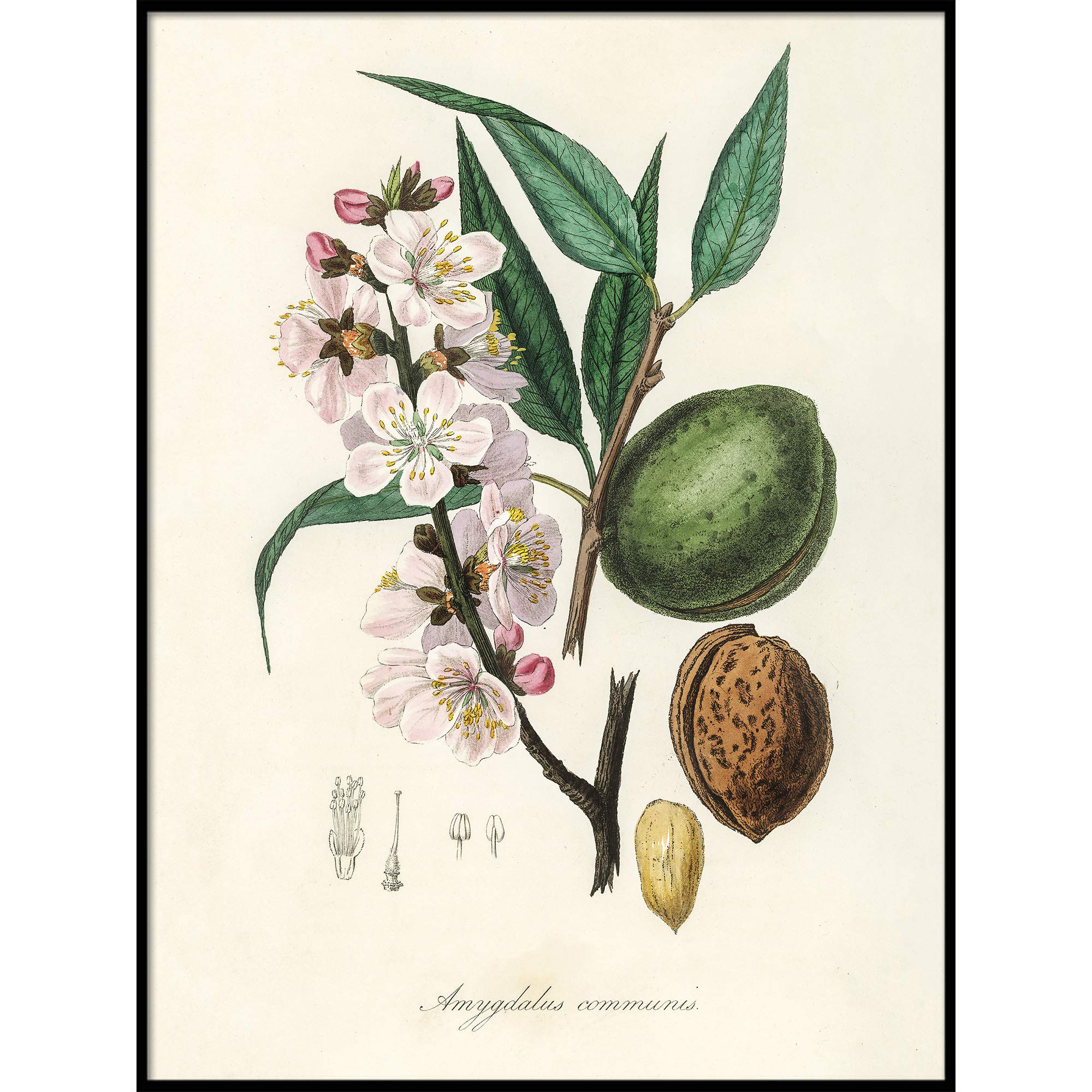 Vintage Almond Botanical Art Print - 9x11 Inch Framed Kitchen Wall Decor, Fruit Painting Poster for Home & Office - Perfect for Farmhouse, Dining Room, or Cafe Decoration