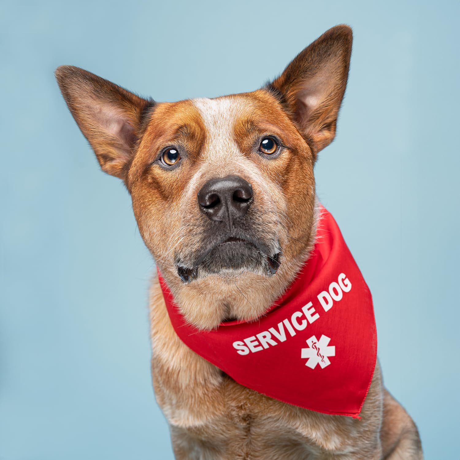 Service Dog Bandana for Small & Large Dogs - Adjustable Royal Blue Dog Scarf with Hook & Loop Closure - Perfect for Therapy, Training, and Outdoor Adventures (One Size Fits Most)