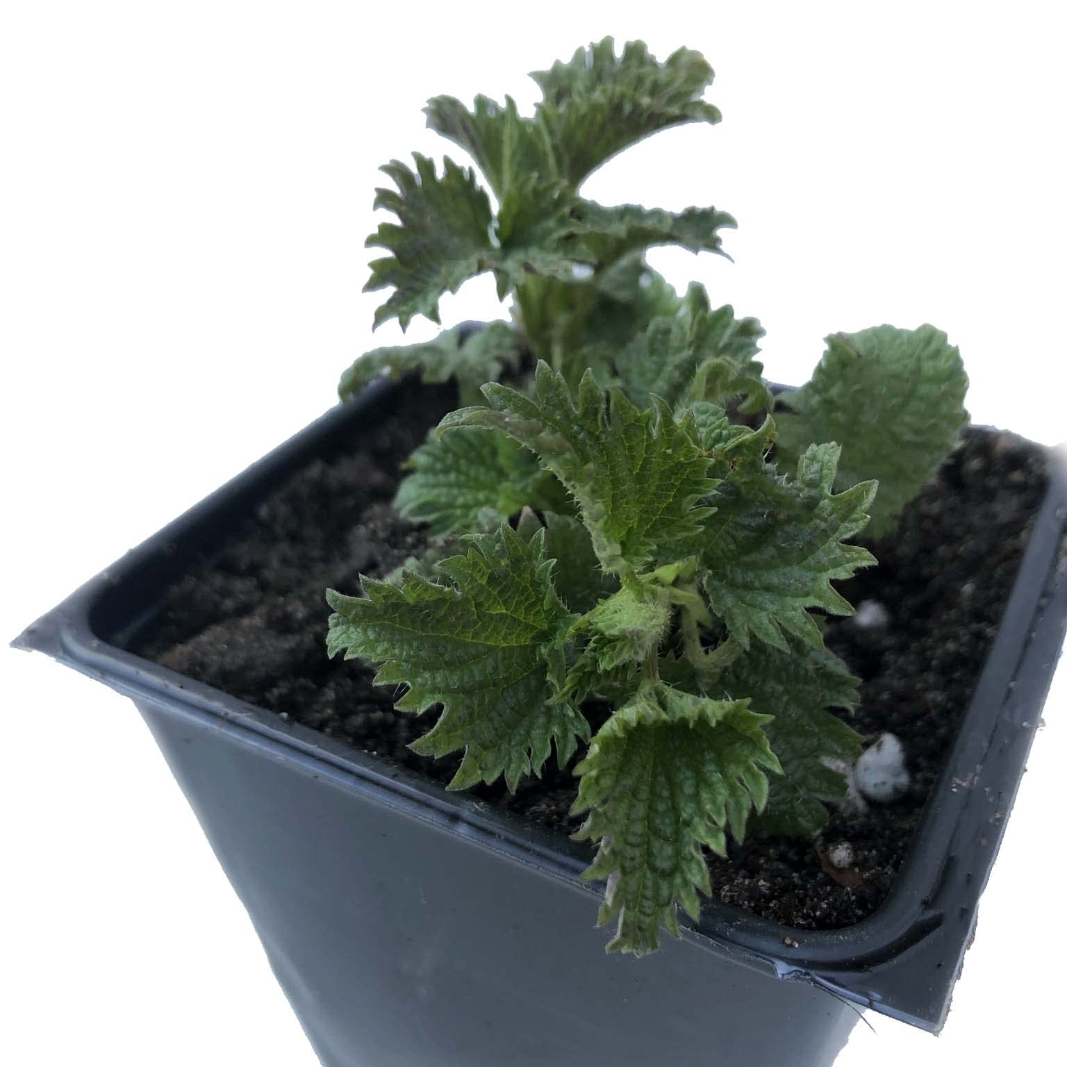 Organic Stinging Nettle Plant (Urtica dioica) - Live Medicinal Herb in 2.5