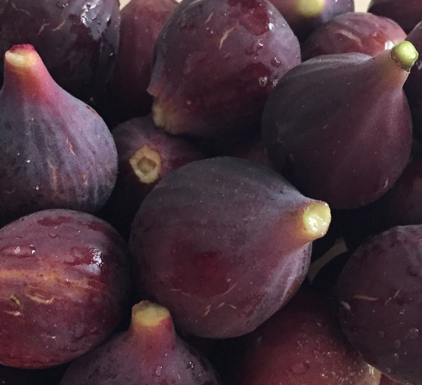 Black Mission Fig Tree - Cold Hardy Live Potted Fruit Plant for Home Garden, Patio or Backyard | Fresh Figs for Baking, Jams & Healthy Snacks