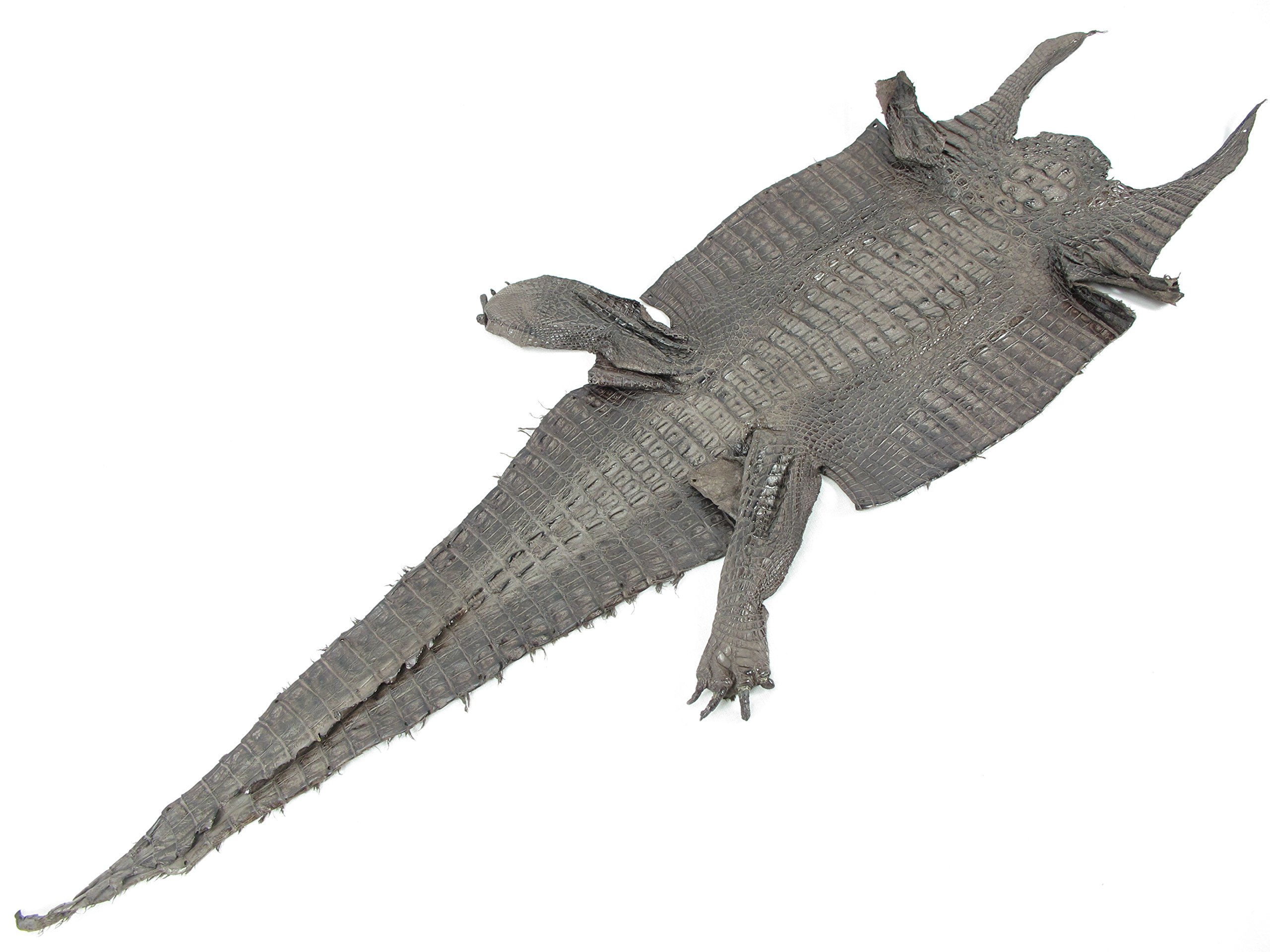Genuine Crocodile Caiman Hornback Skin Leather Hide - Chocolate Brown (9