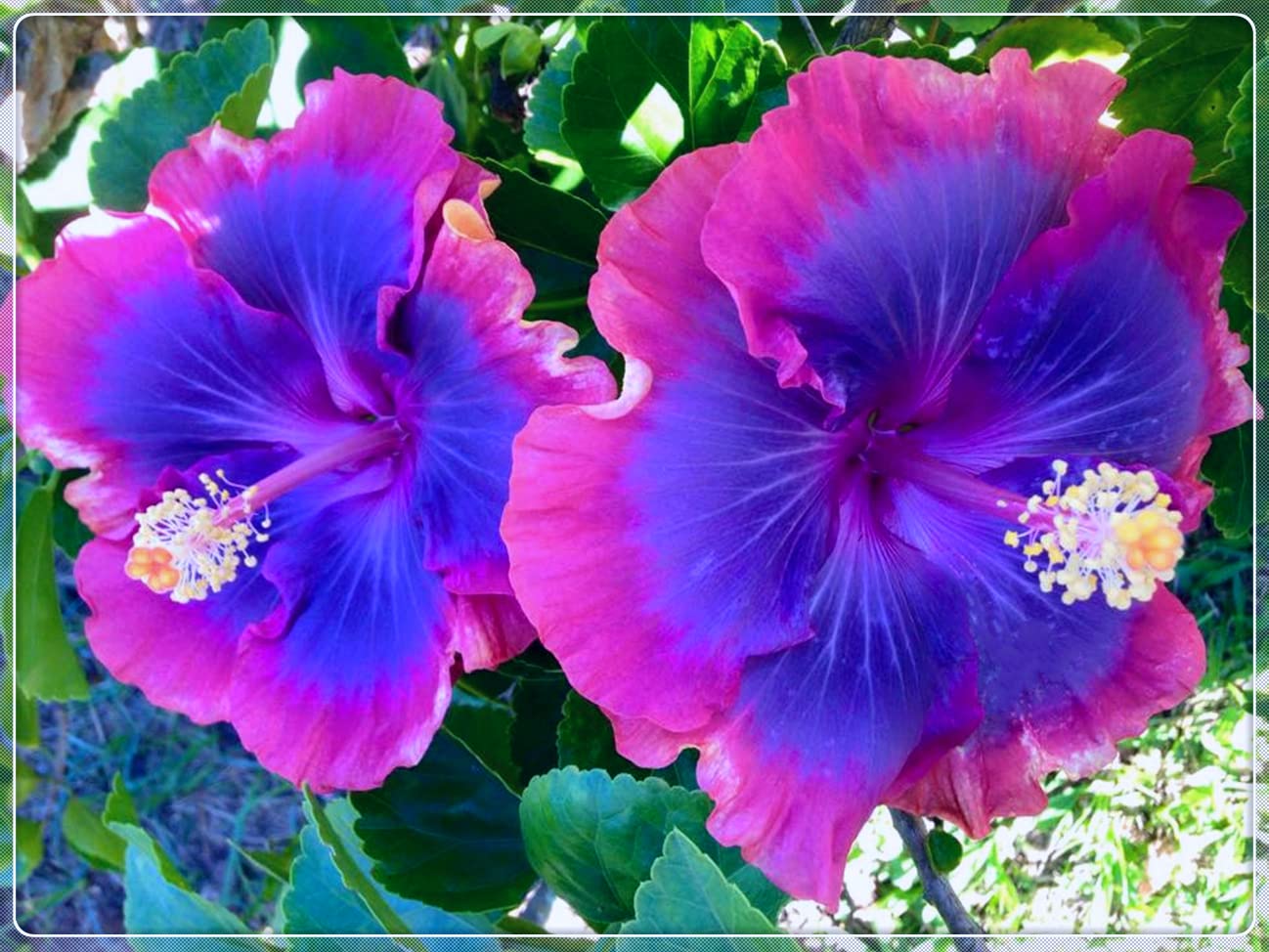 4-Pack Hardy Perennial Hibiscus Plants - Ready to Grow in Flower Pots | Year-Round Blooming Hibiscus | Perfect Gardening Gift & Home Decor for Patio, Garden, or Indoor Planting