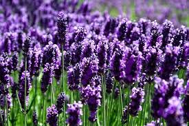 Luxury Lavender Spa Gift Set for Women - Relaxing Bath & Body Care Essentials | Perfect for Birthday, Anniversary & Mother's Day Gifts