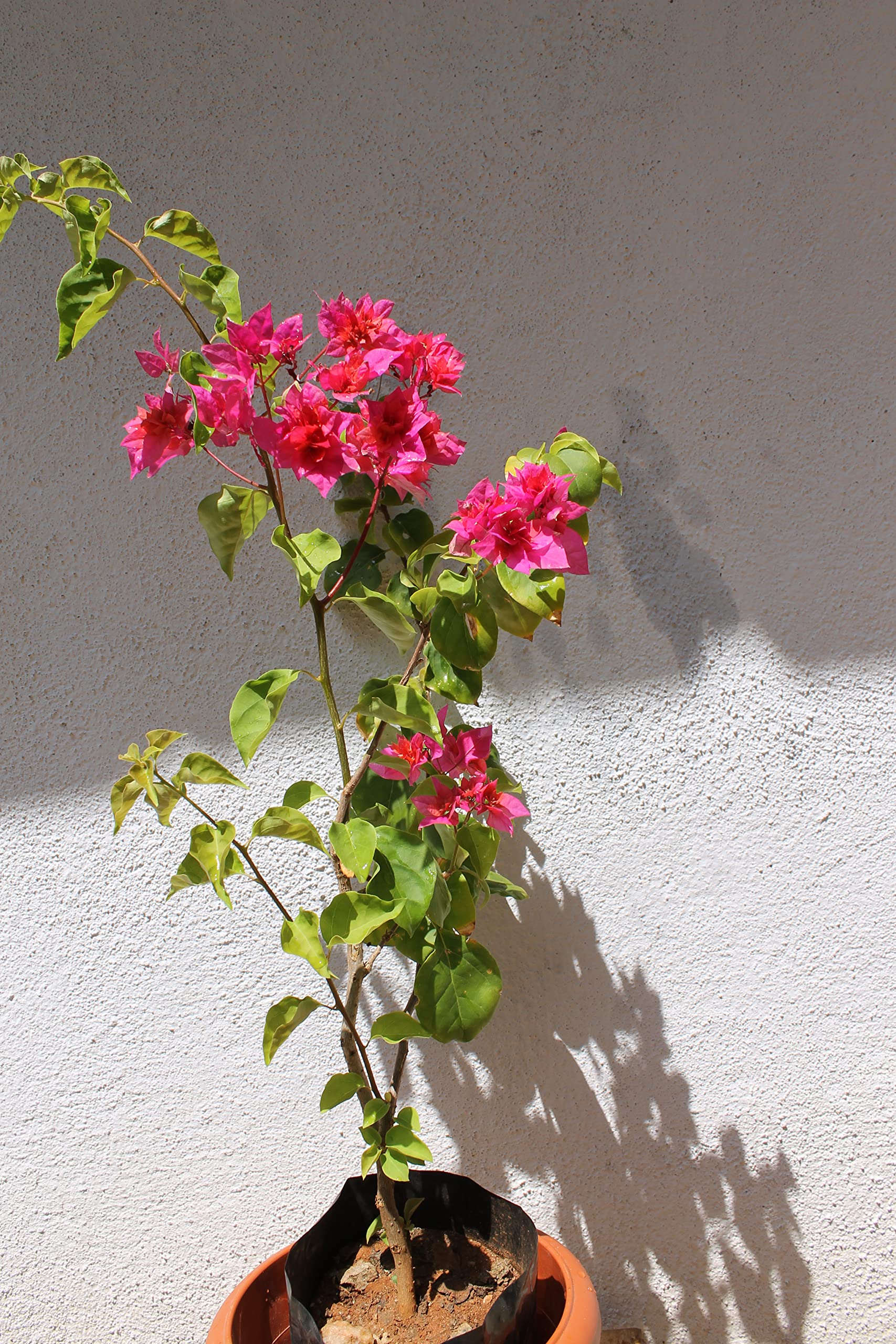 Bougainvillea Live Plant - 1 Healthy Tropical Flowering Vine for Outdoor Gardens, Patios & Landscaping | Perfect for Adding Vibrant Color to Your Yard