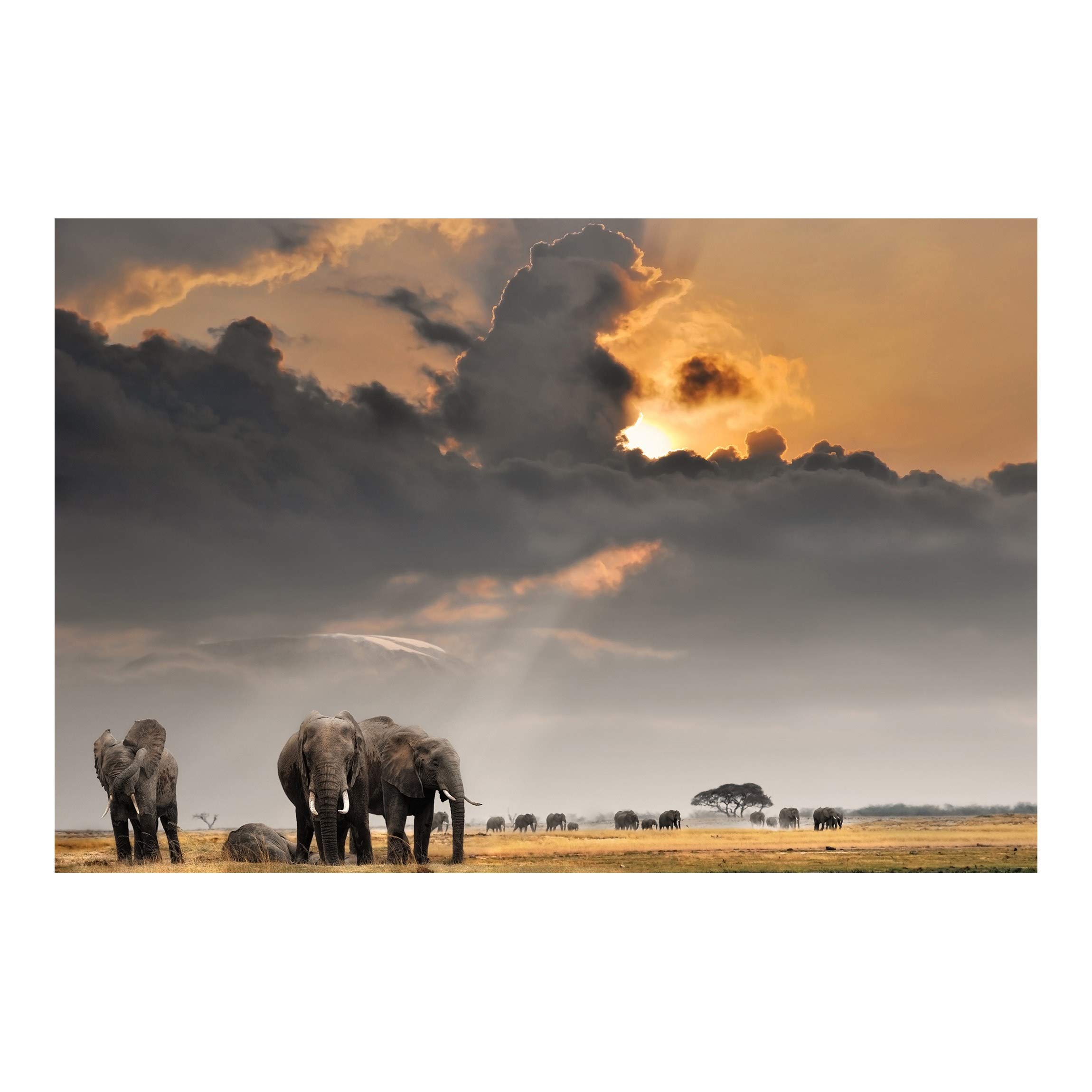 Premium Non-Woven Elephant Savanna Wallpaper - 126
