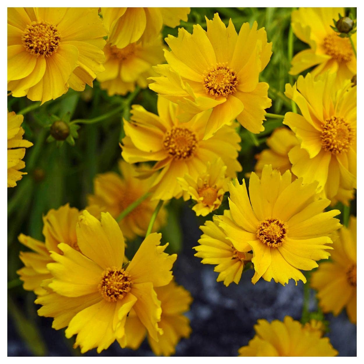 Everwilde Farms - 1 Oz Sand Coreopsis Native Wildflower Seeds - Gold Vault Pack - Attract Pollinators & Beautify Gardens