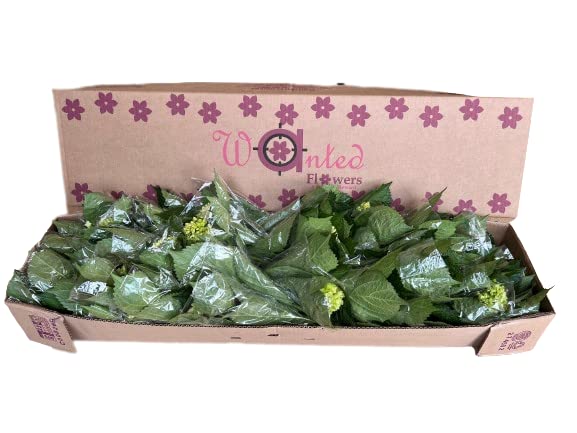 50 Fresh Cut Hydrangea Mini Green Stems - Farm Direct Flowers for Weddings, Home Decor & Events - Fast Delivery (Light Blue)