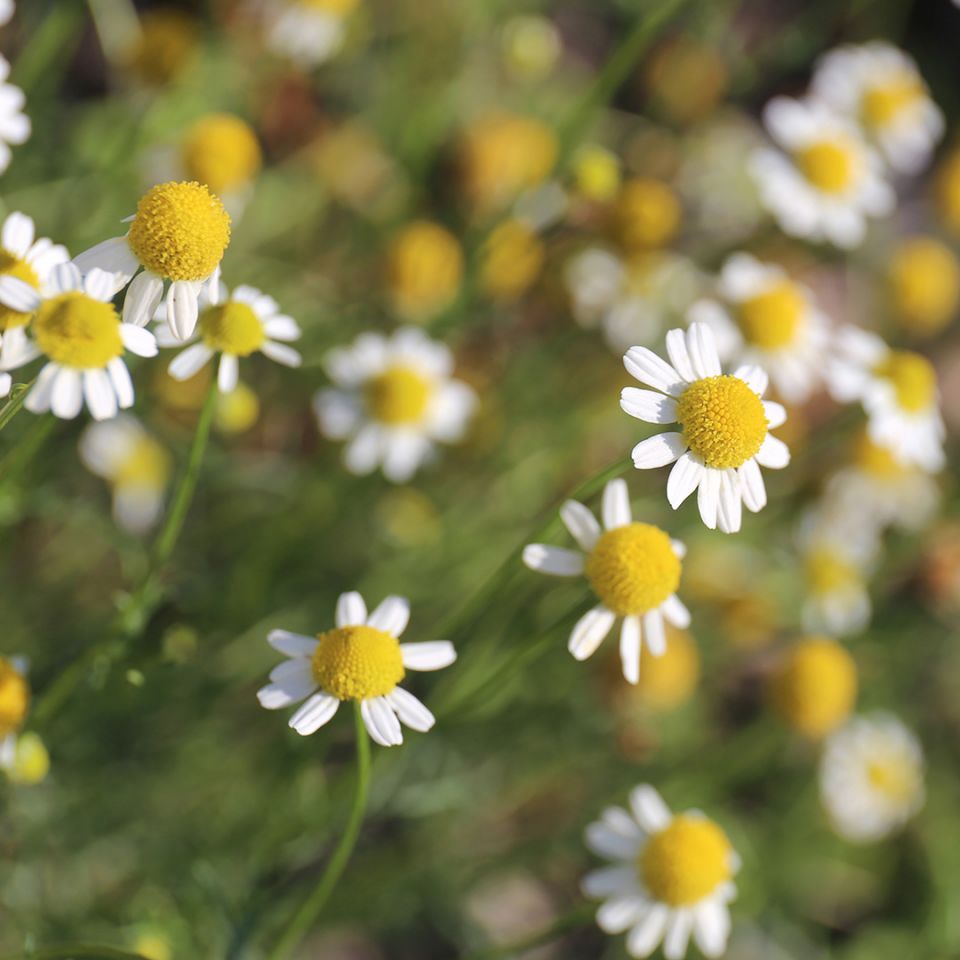 Organic Roman Chamomile Hydrosol (Anthemis Nobilis) - 100% Pure, Natural Floral Water for Skincare, Aromatherapy & Relaxation | Perfect for Facial Toner, Hair Rinse & Home Spa