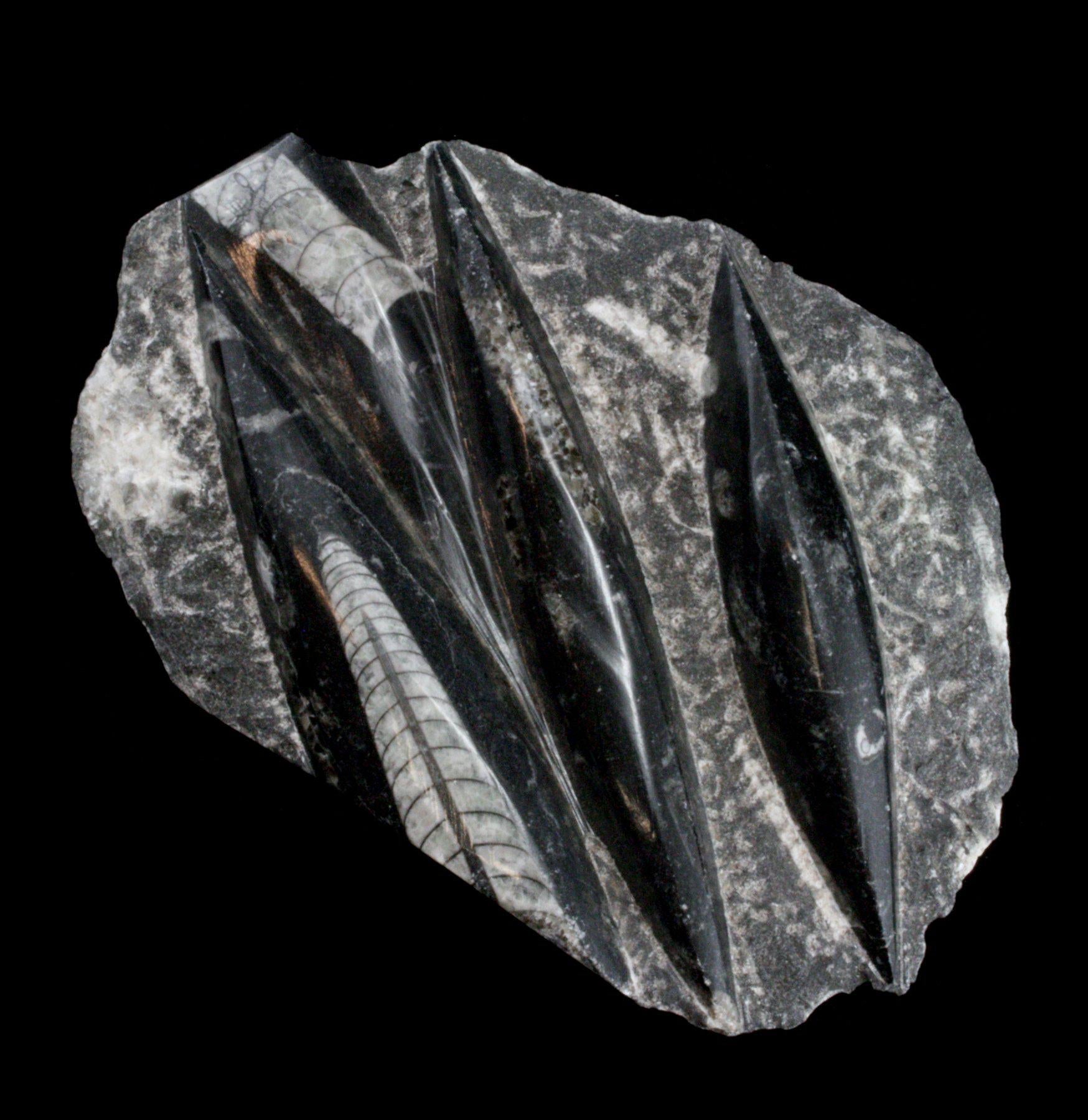 Orthoceras Fossil Plaque - Authentic Ancient Fossil Stone Decor for Home & Office - Perfect for Wall Art, Meditation Spaces & Gifts