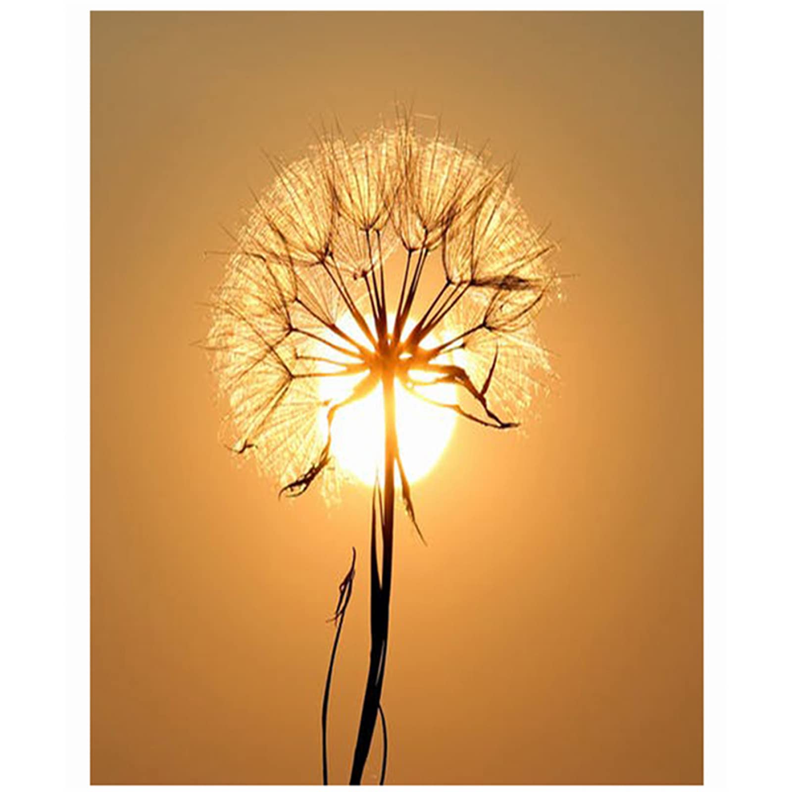 5D Diamond Painting Kits for Adults & Kids - Square Full Drill DIY Diamond Art by Numbers - Sunshine Dandelion Wall Decor (40x50cm/16x20in) - Perfect for Home Decoration, Gift Giving & Stress Relief