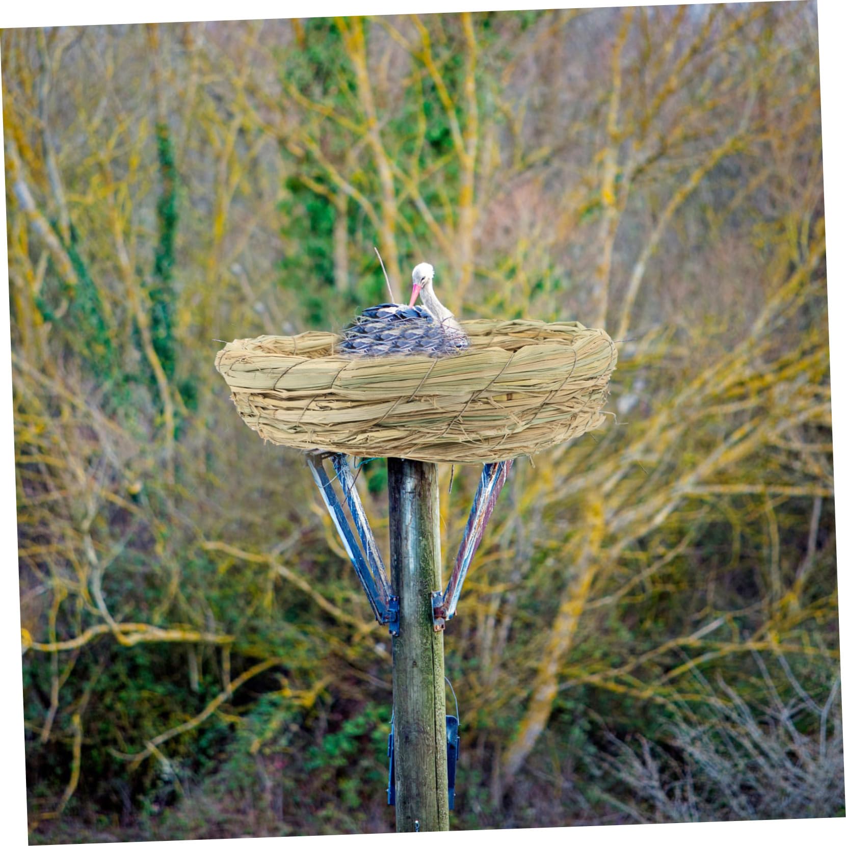 NOLITOY 2PCS Handwoven Natural Straw Bird Nest - Breeding & Hatching House for Doves, Pigeons, Parrots, Rabbits, Hamsters, Gerbils & Guinea Pigs - Perfect for Cage Accessories & Small Pet Comfort